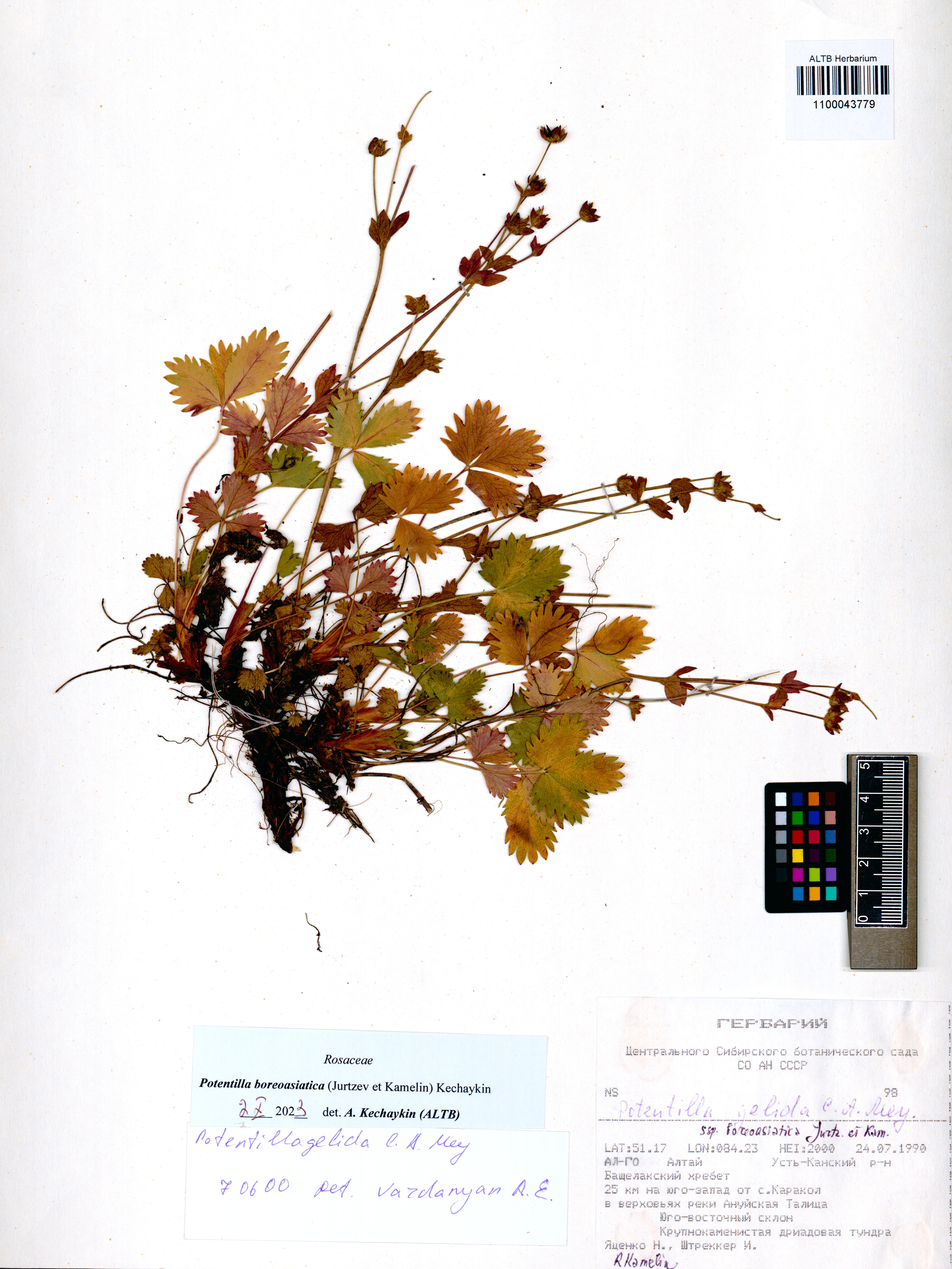 Potentilla boreoasiatica (Jurtzev et Kamelin) Kechaykin