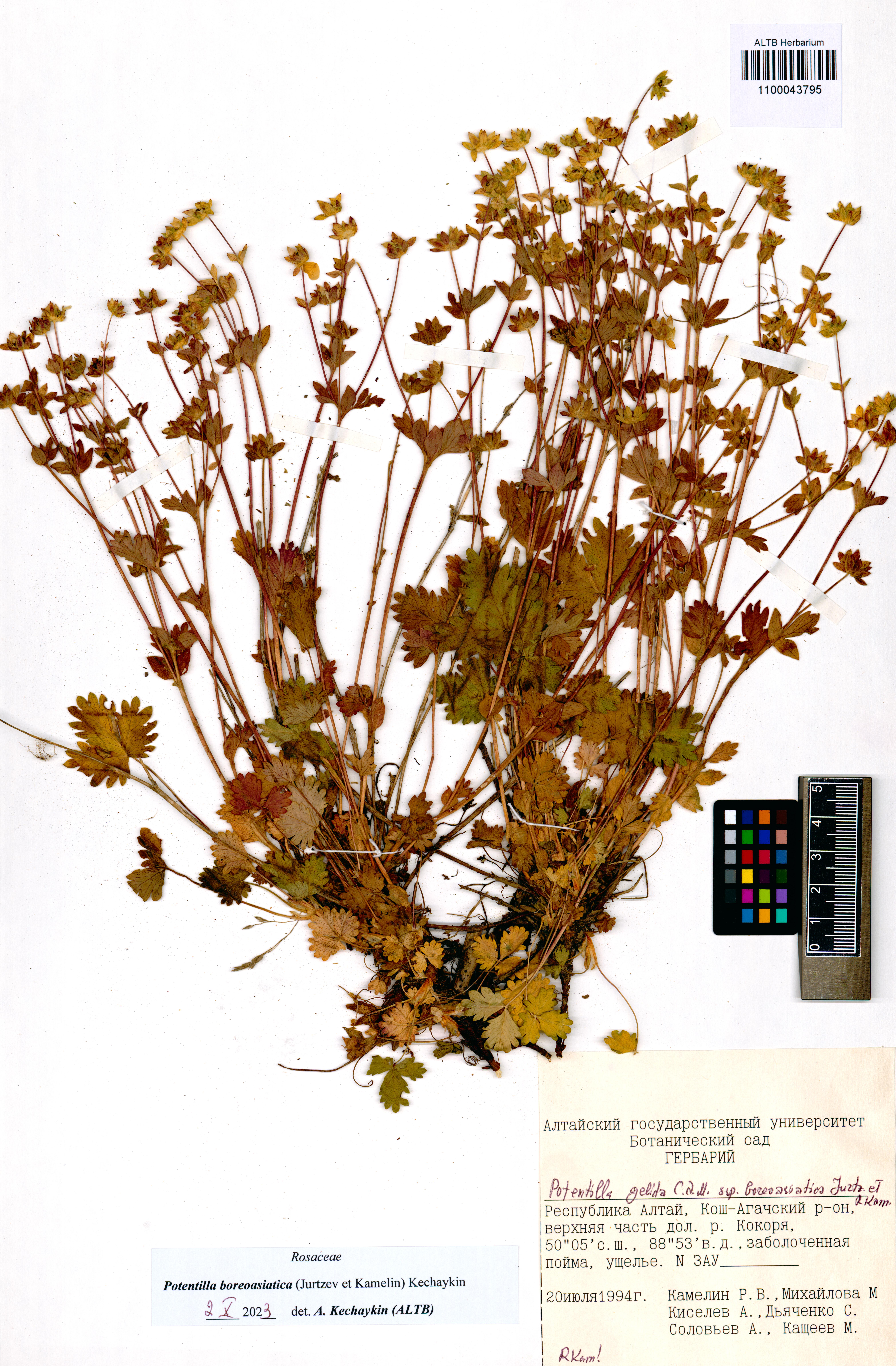 Potentilla boreoasiatica (Jurtzev et Kamelin) Kechaykin