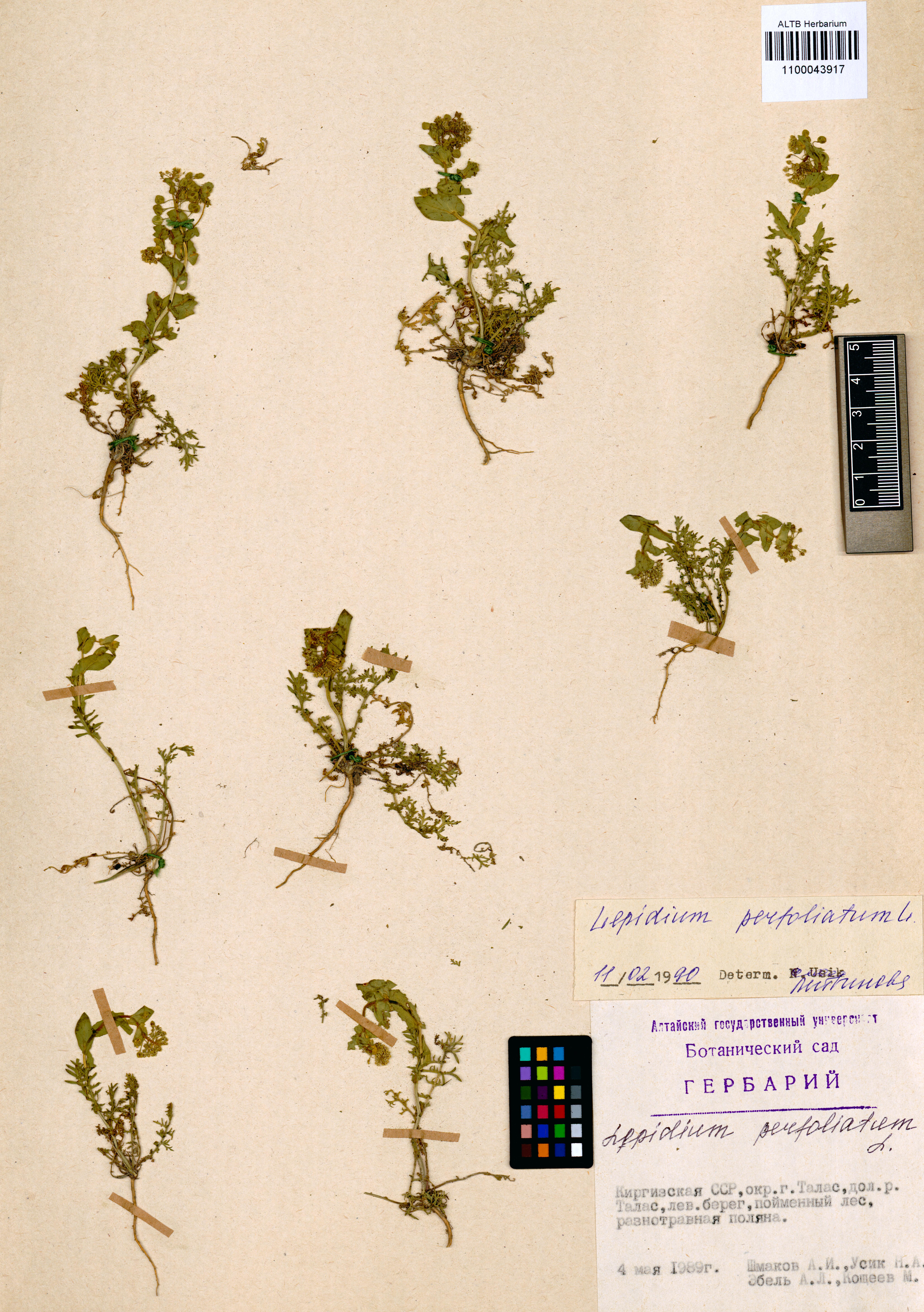 Lepidium perfoliatum L.