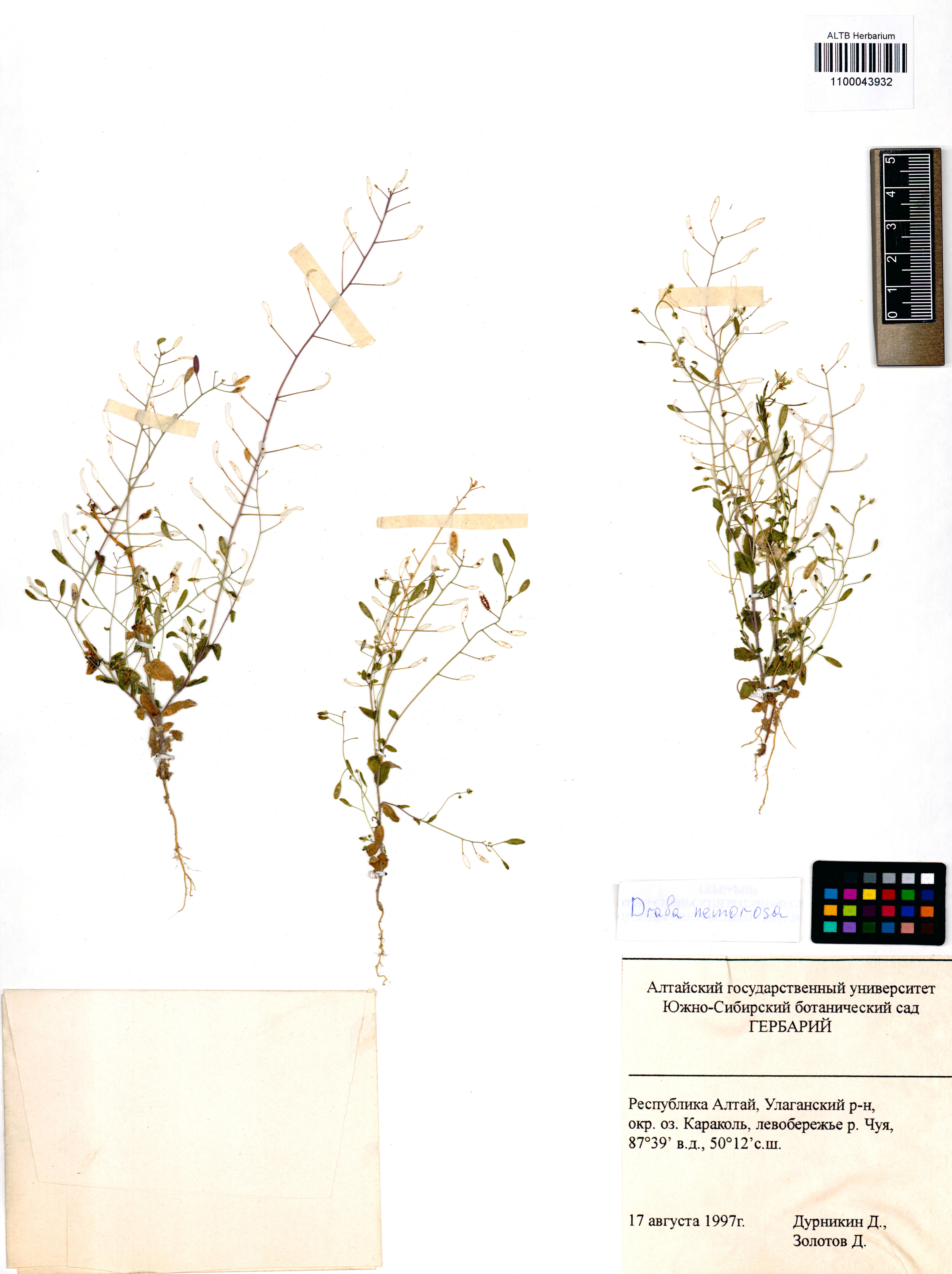 Draba nemorosa L.