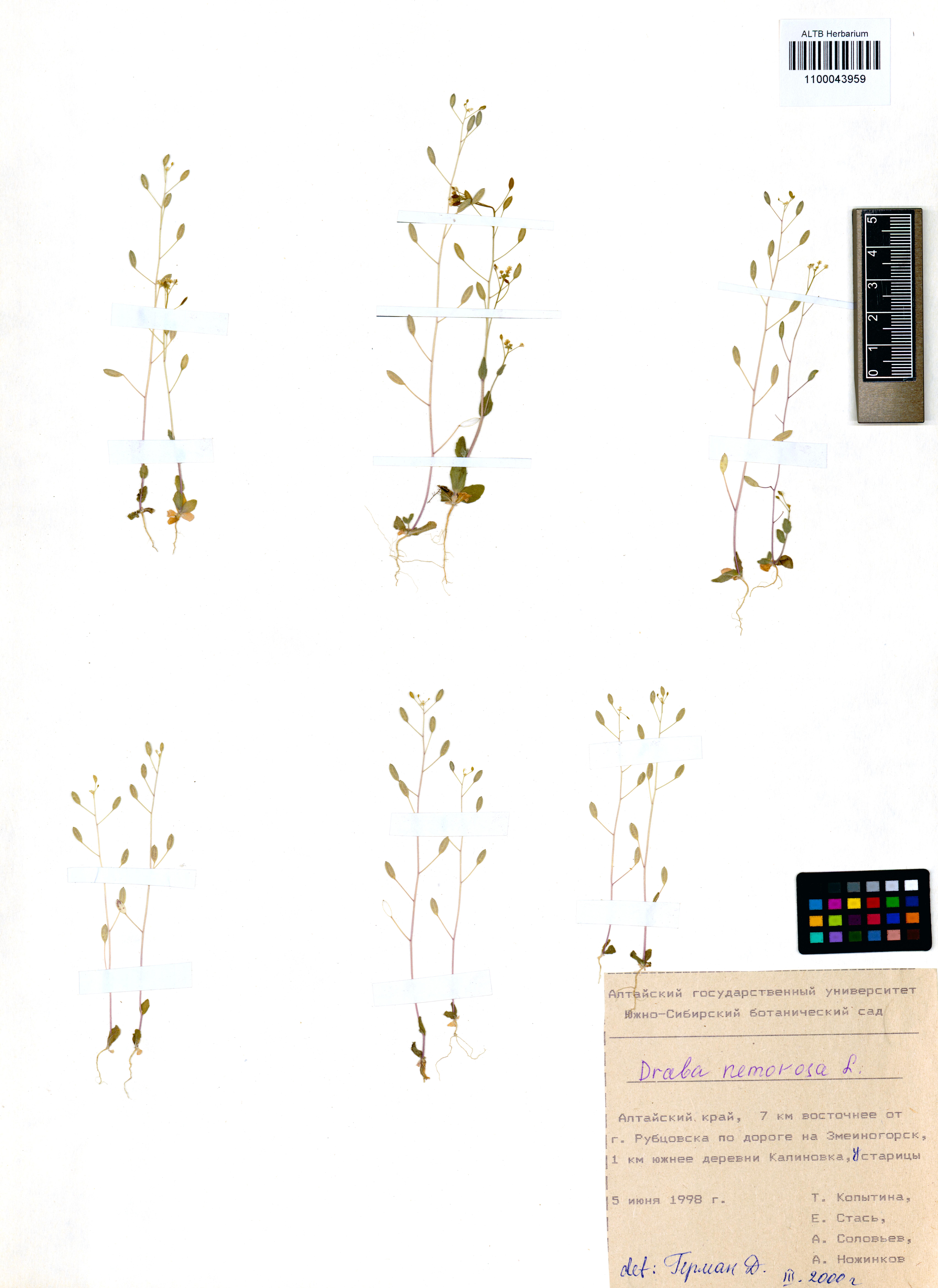 Draba nemorosa L.