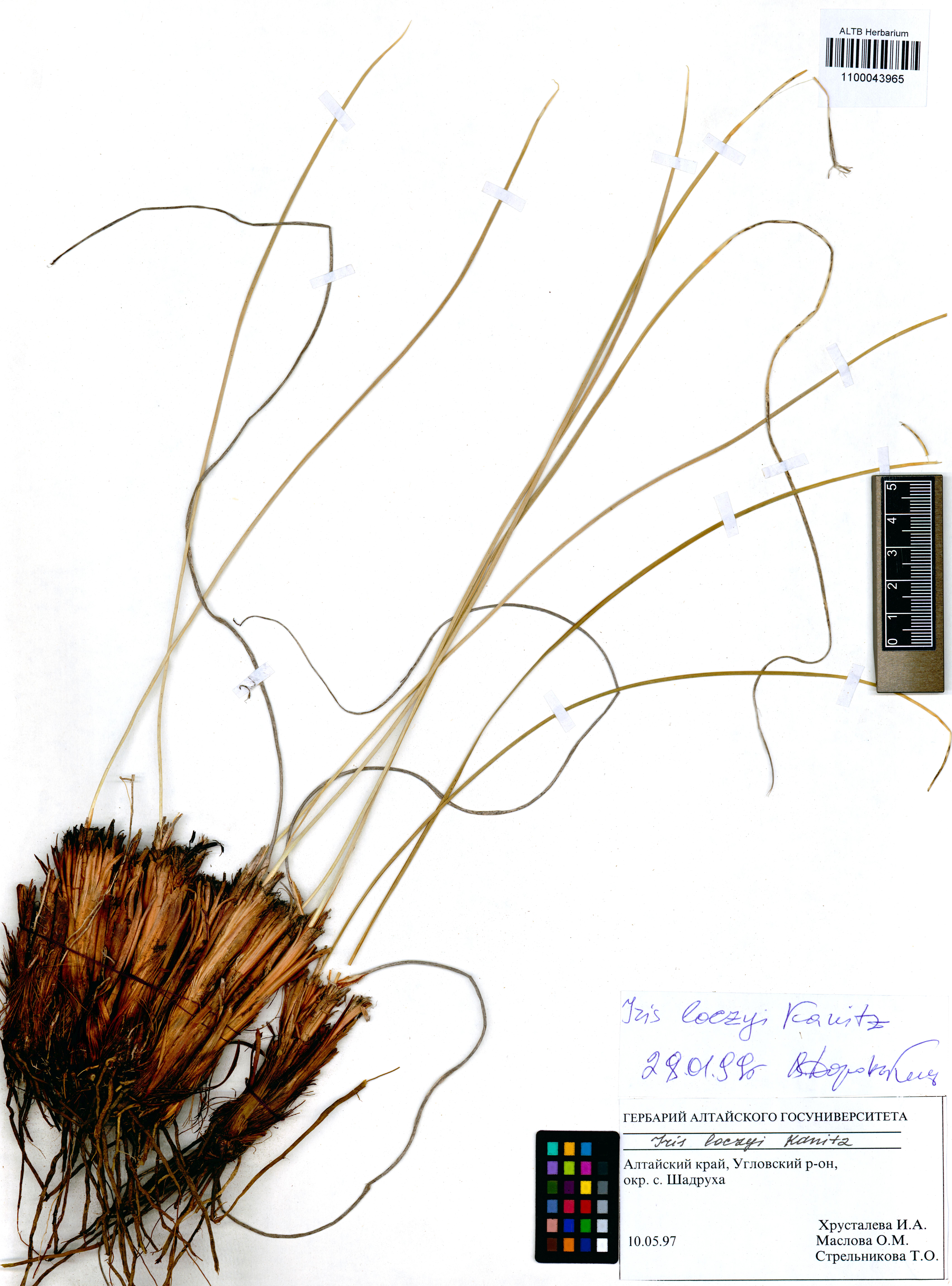 Iris loczyi Kanitz