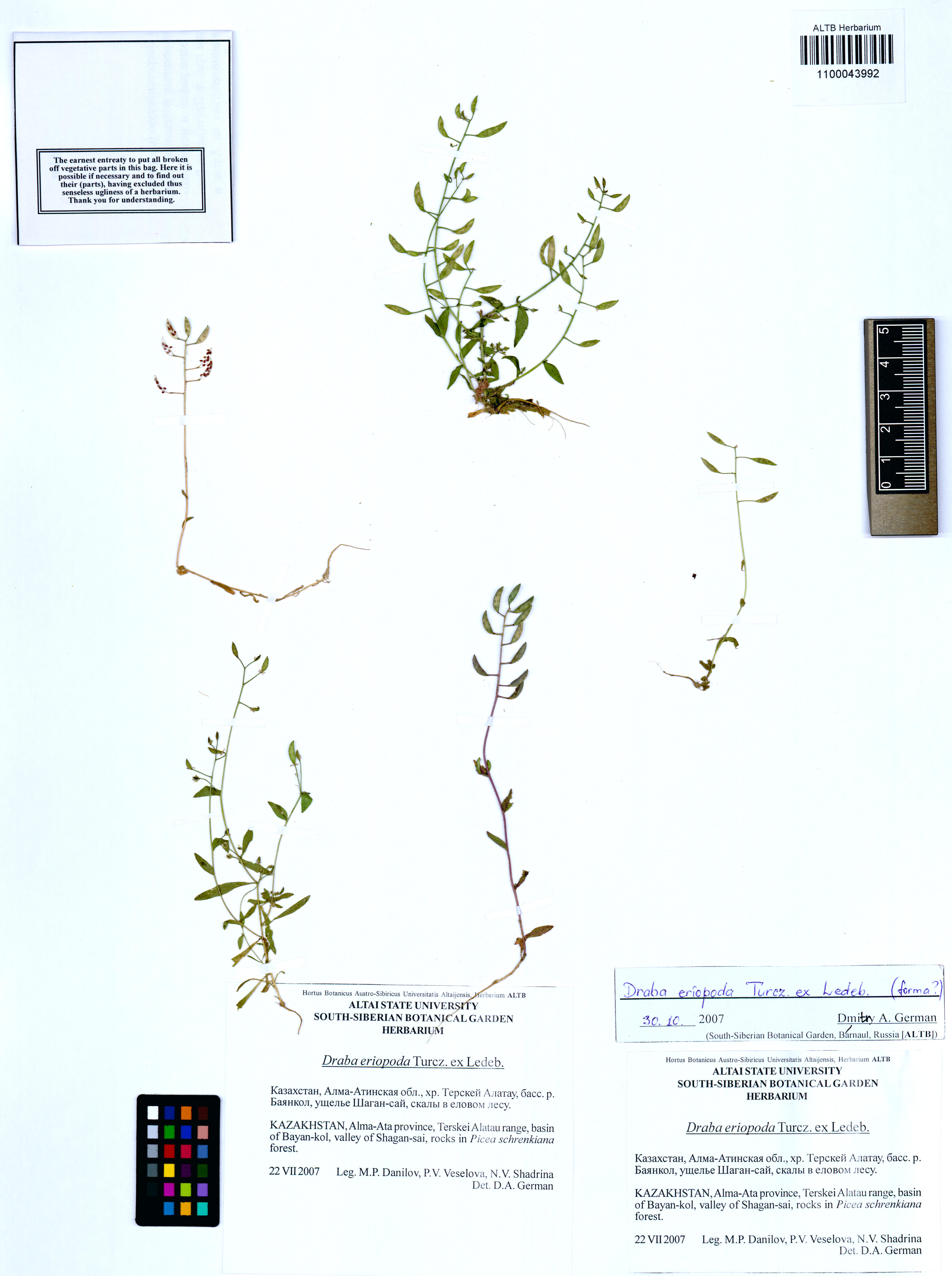 Draba eriopoda Turcz.