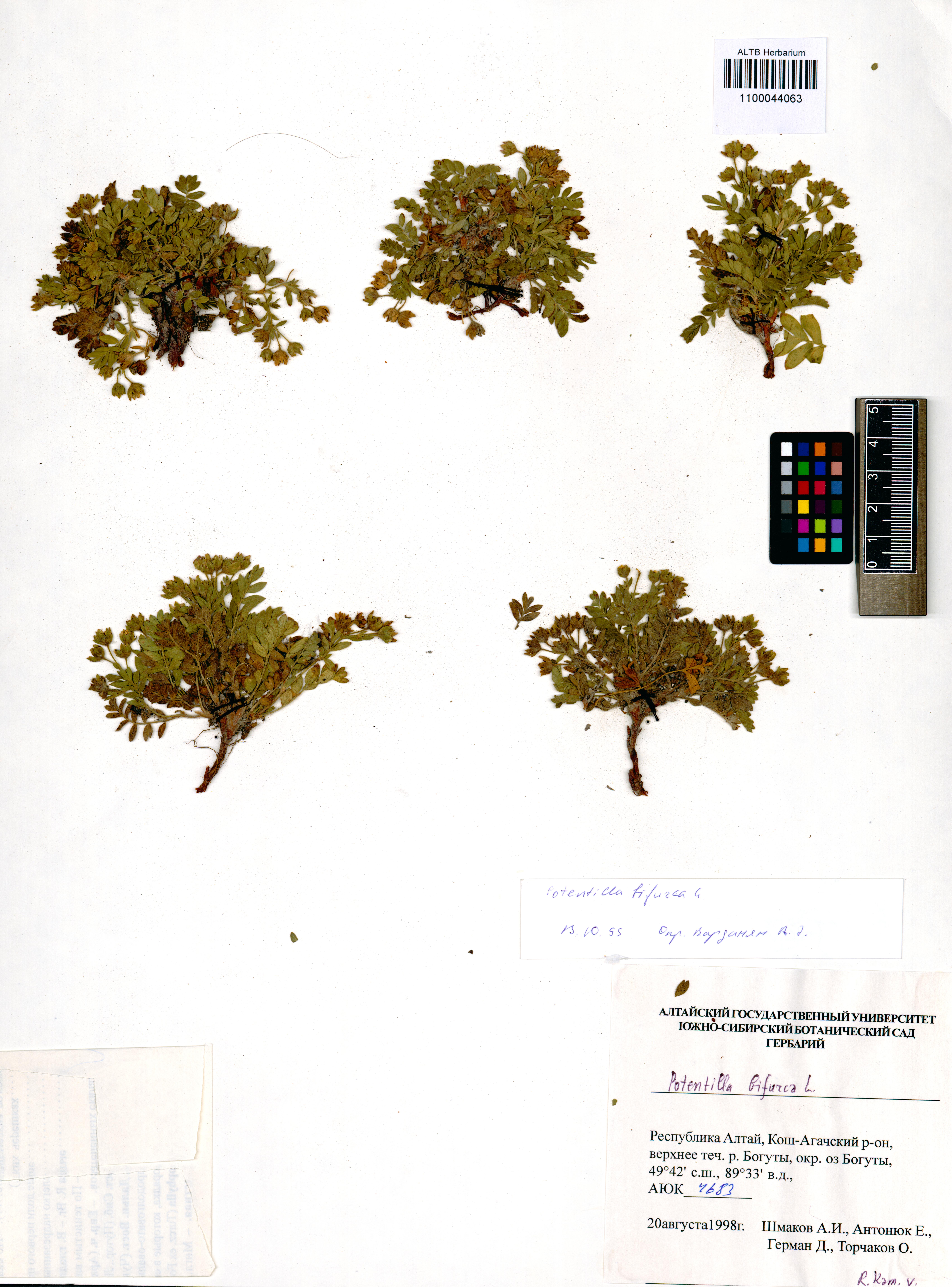 Sibbaldianthe bifurca (L.) Kurtto & T.Erikss.