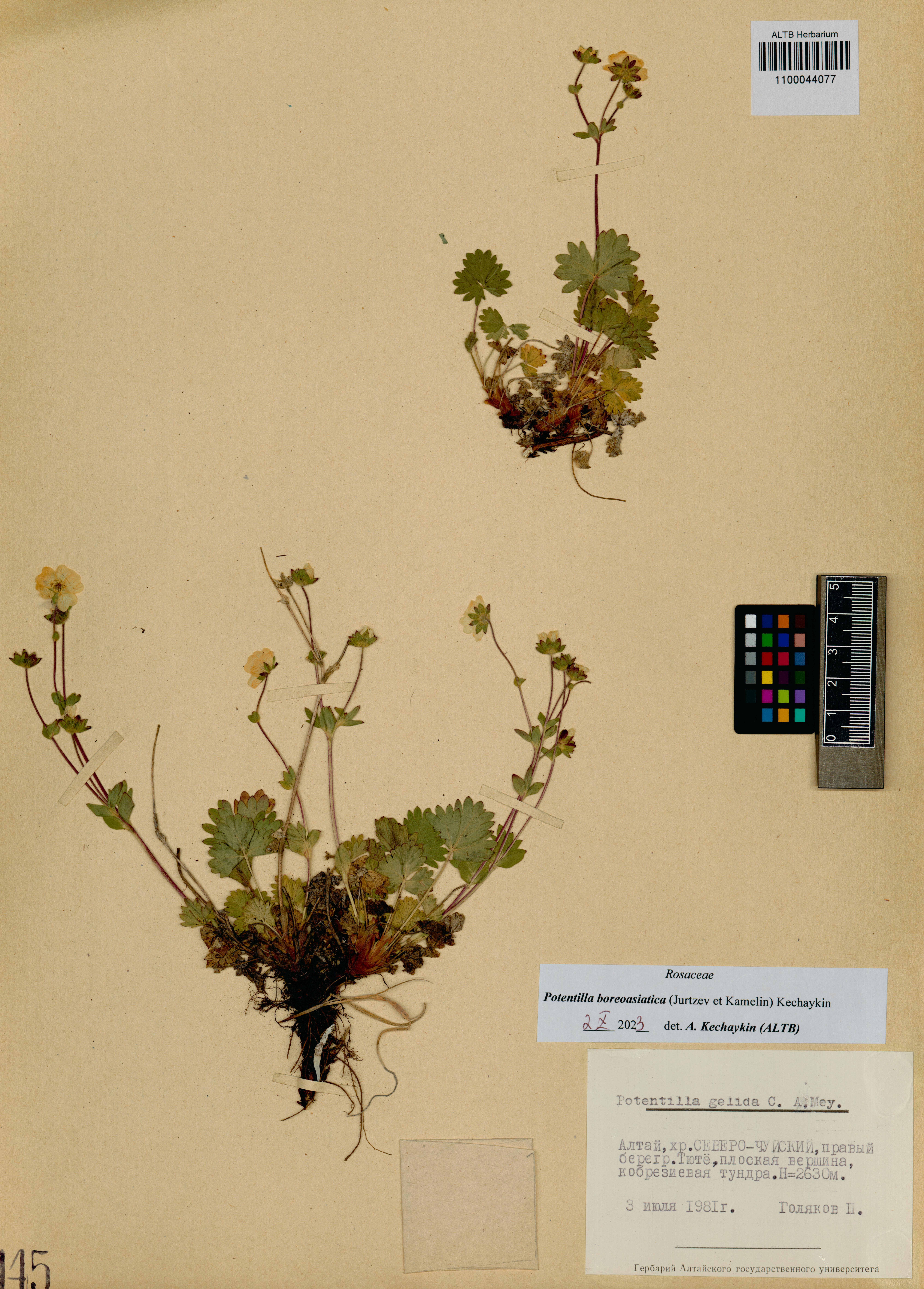 Potentilla boreoasiatica (Jurtzev et Kamelin) Kechaykin
