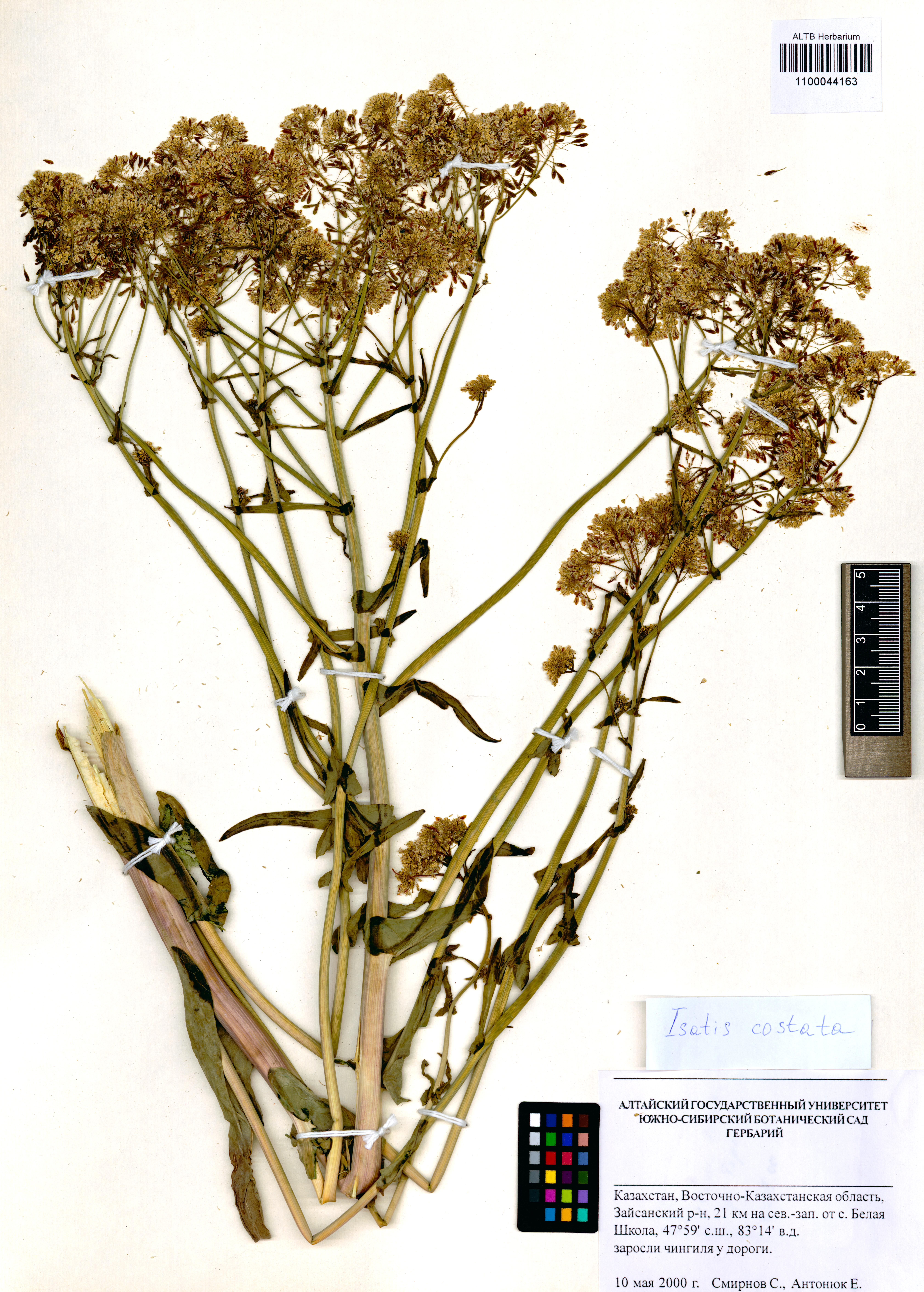 Isatis costata C.A.Mey.