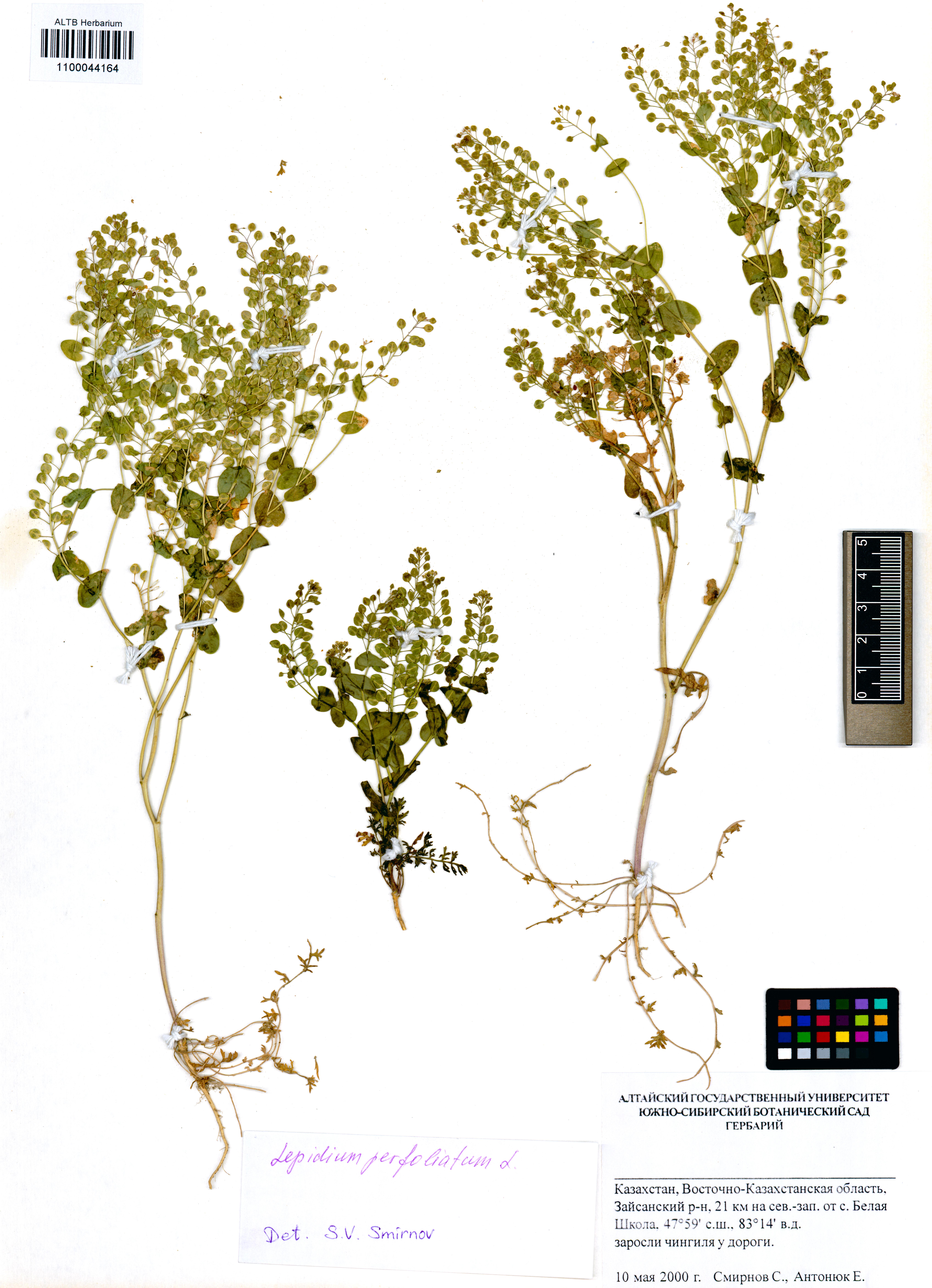 Lepidium perfoliatum L.