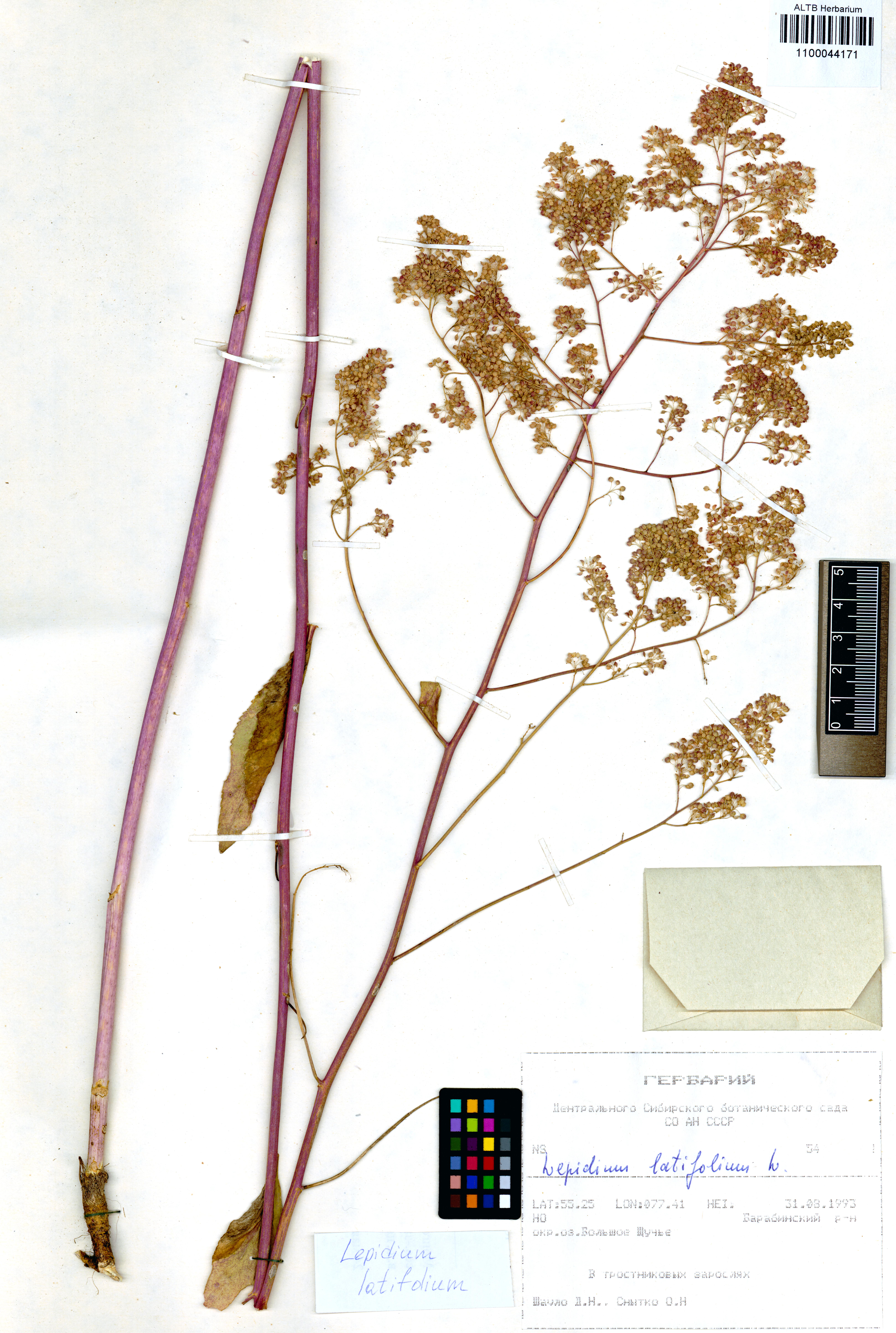 Lepidium latifolium L.