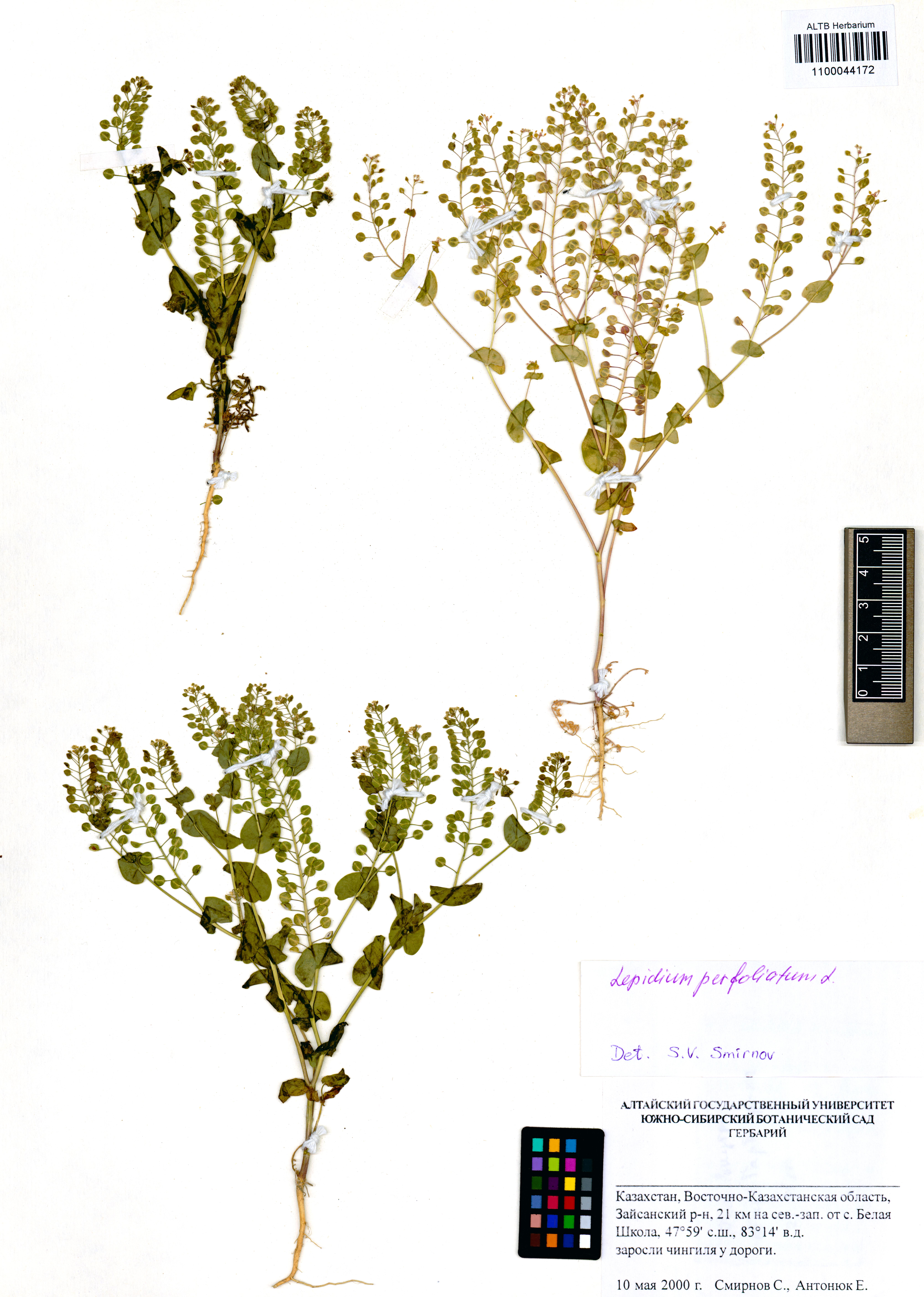 Lepidium perfoliatum L.
