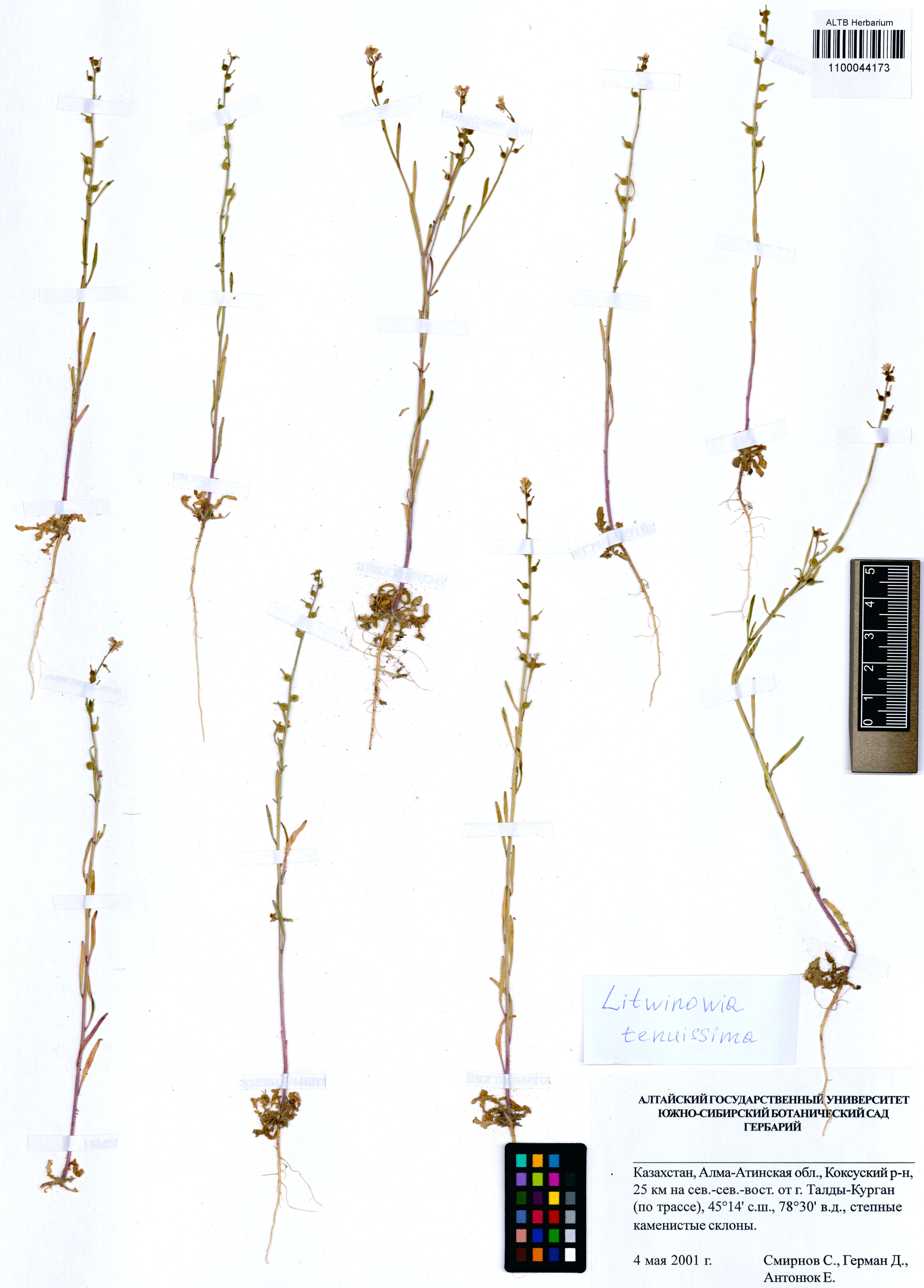 Litwinowia tenuissima (Pall.) Woronow ex Pavlov