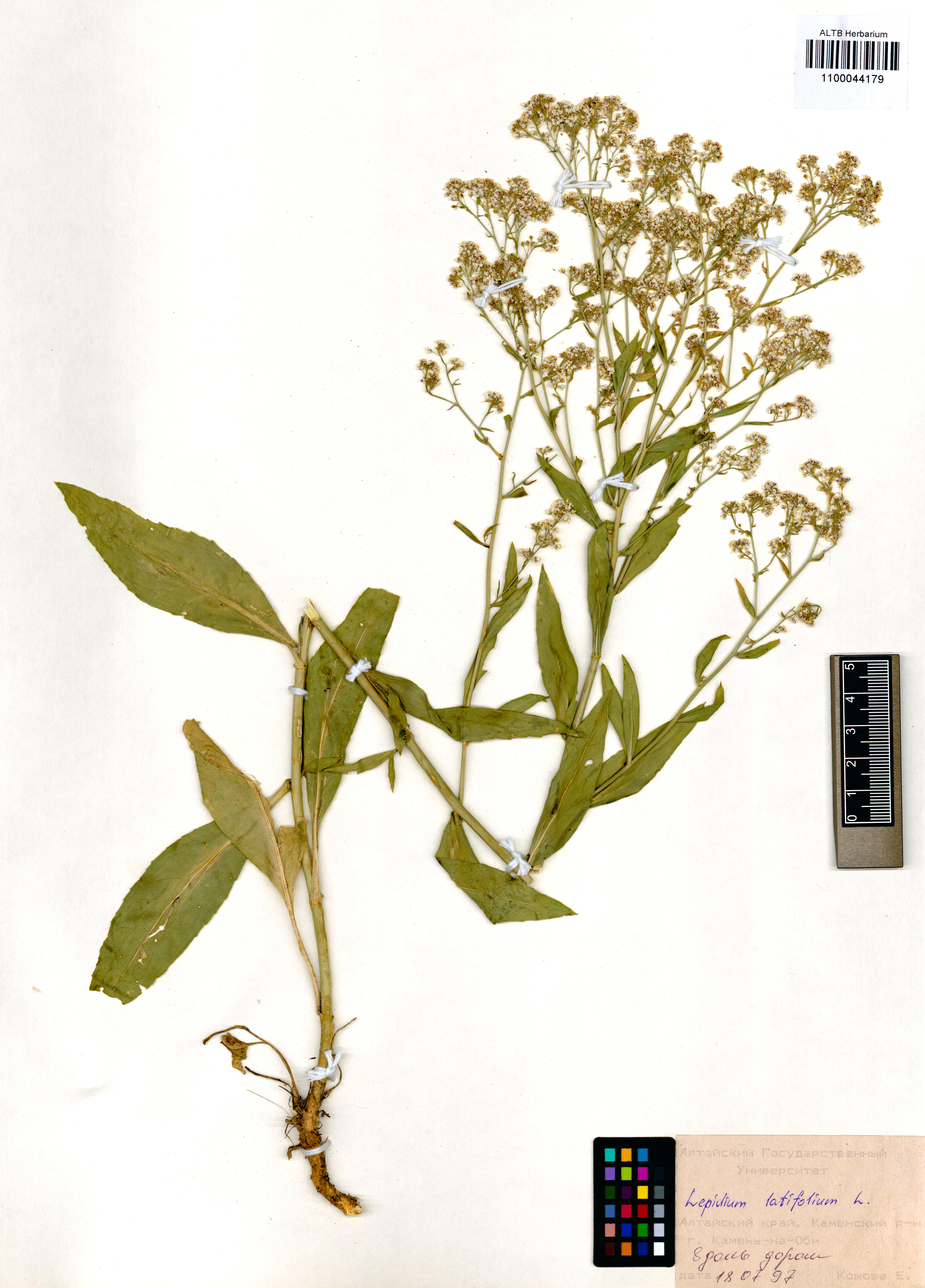 Lepidium latifolium L.