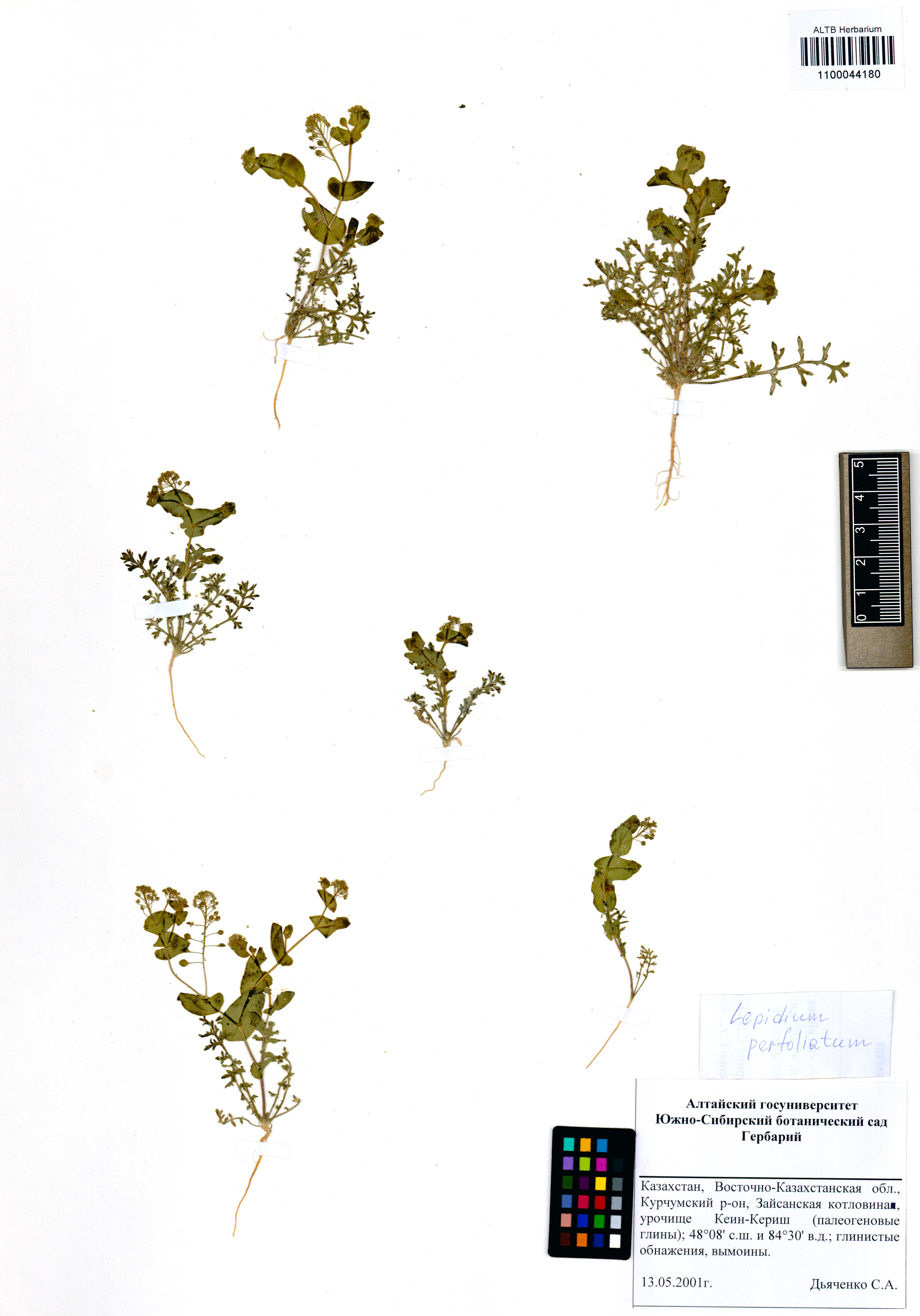 Lepidium perfoliatum L.