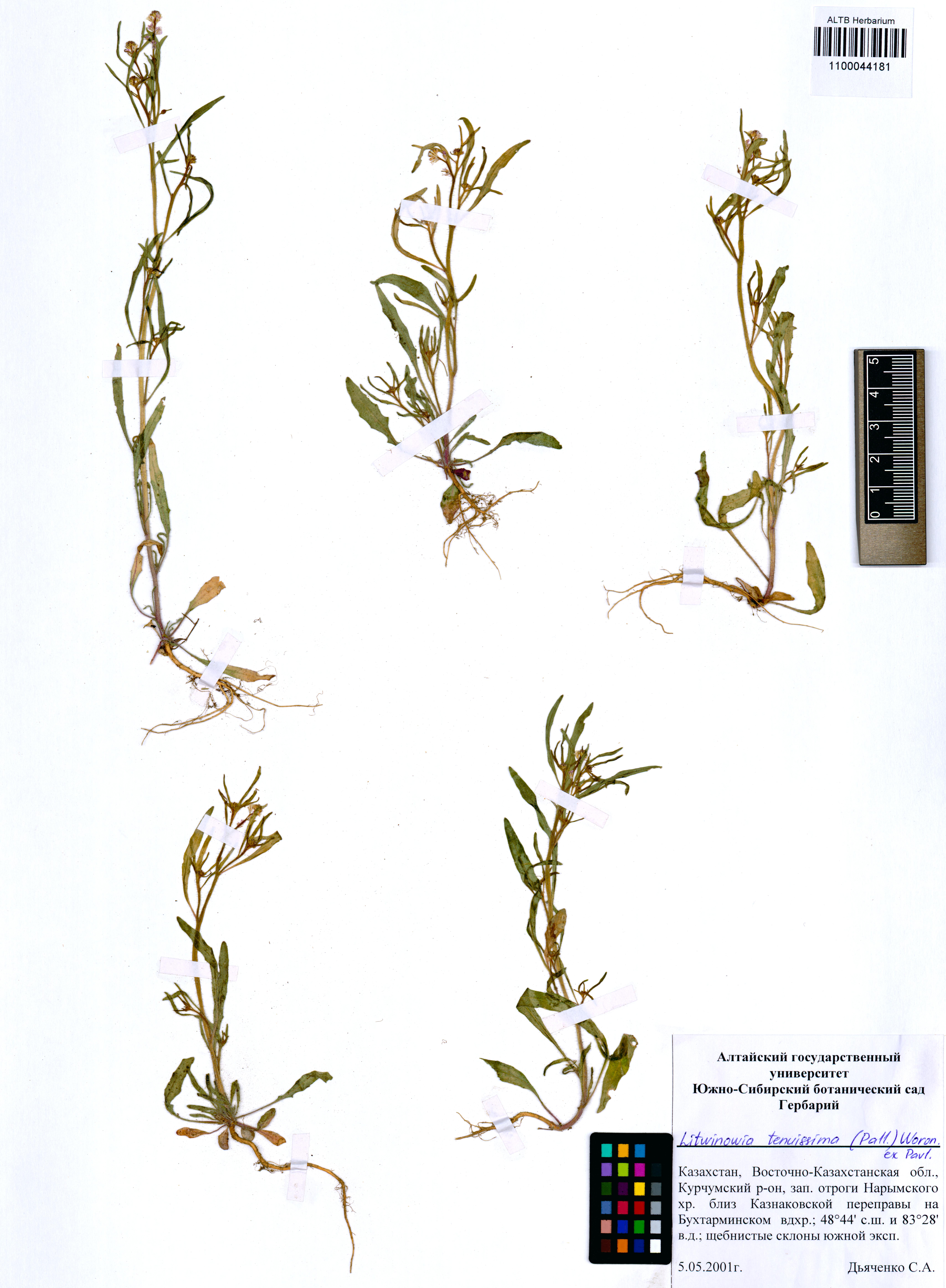 Litwinowia tenuissima (Pall.) Woronow ex Pavlov