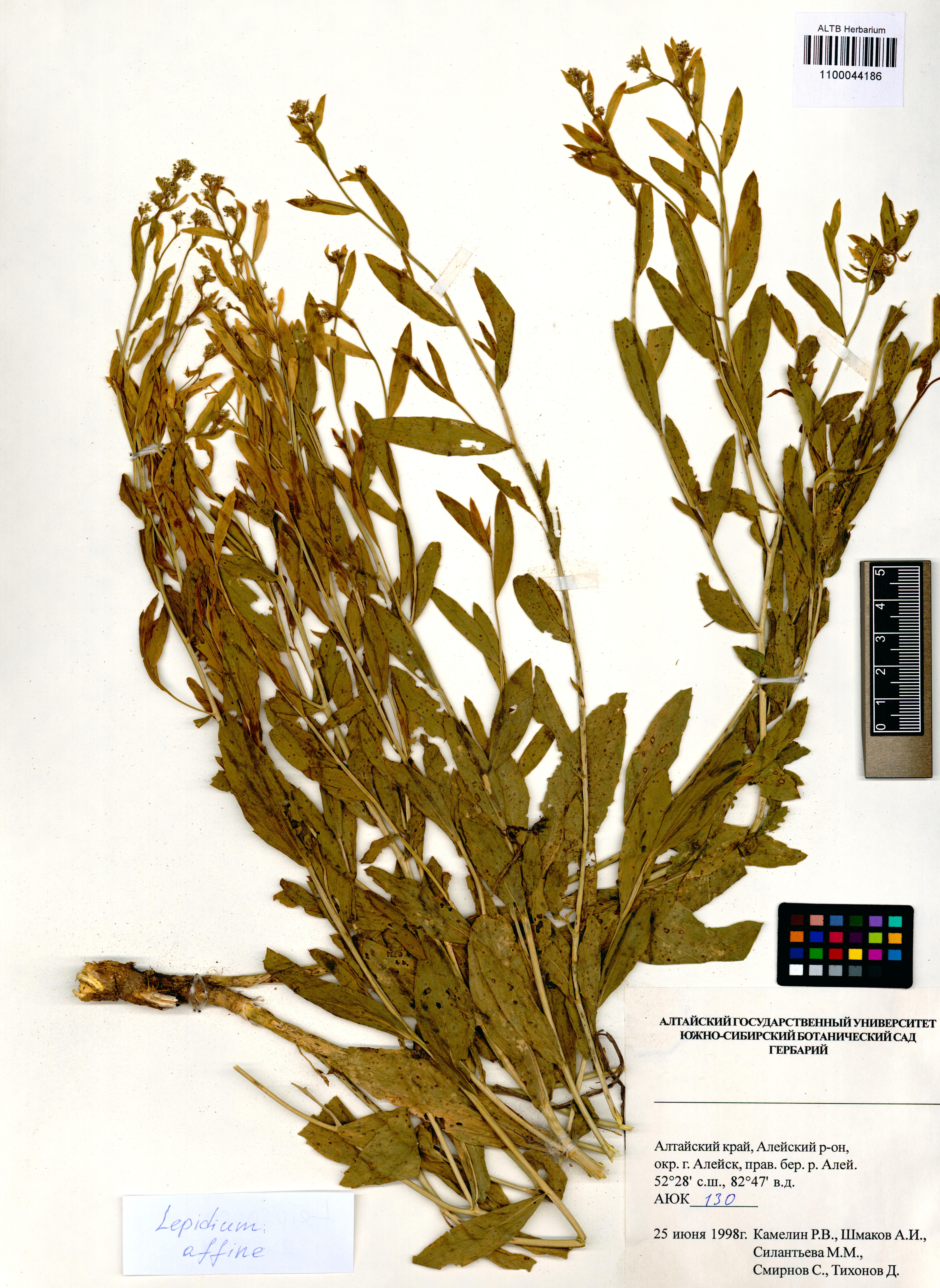 Lepidium affine Ledeb.