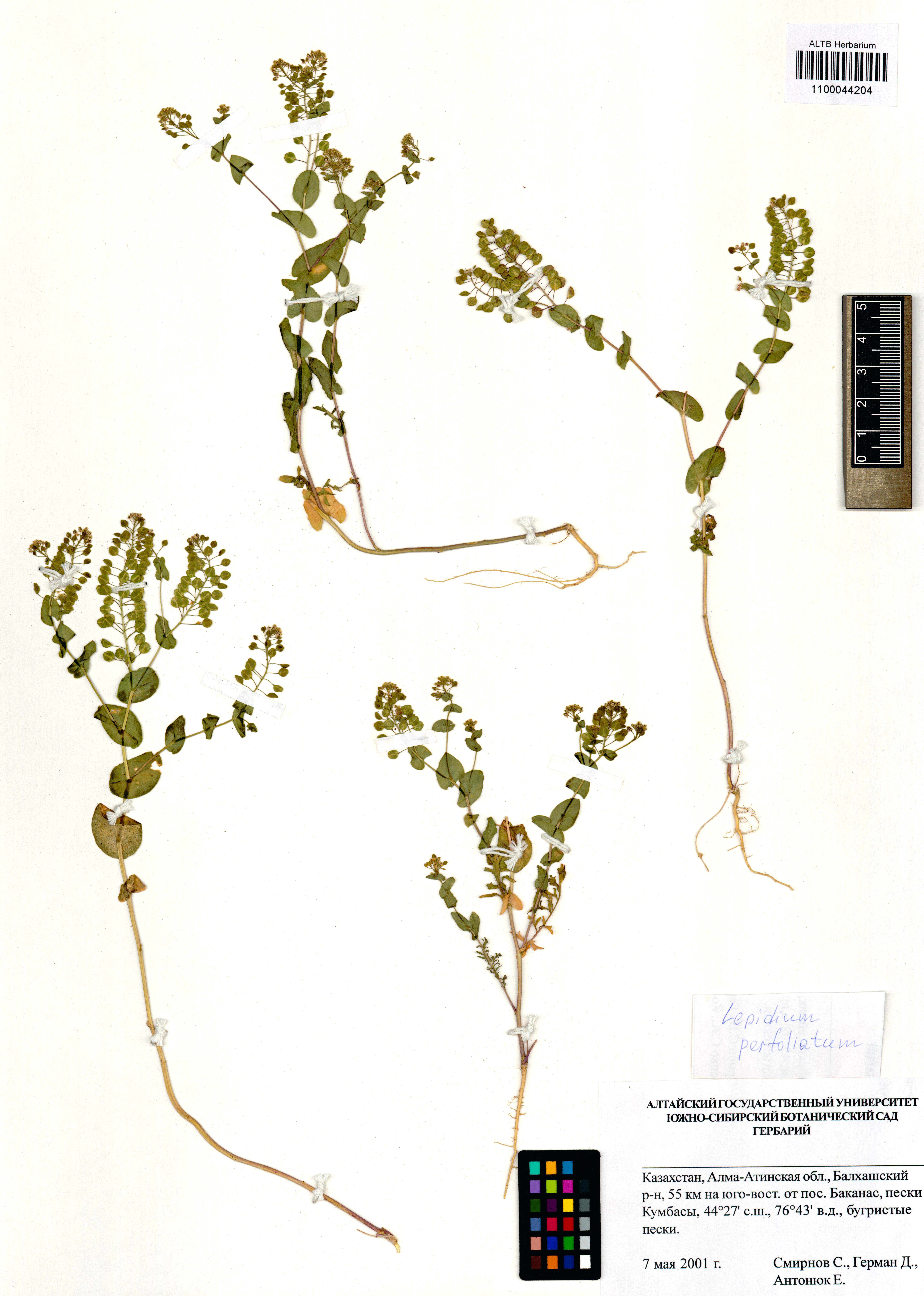 Lepidium perfoliatum L.