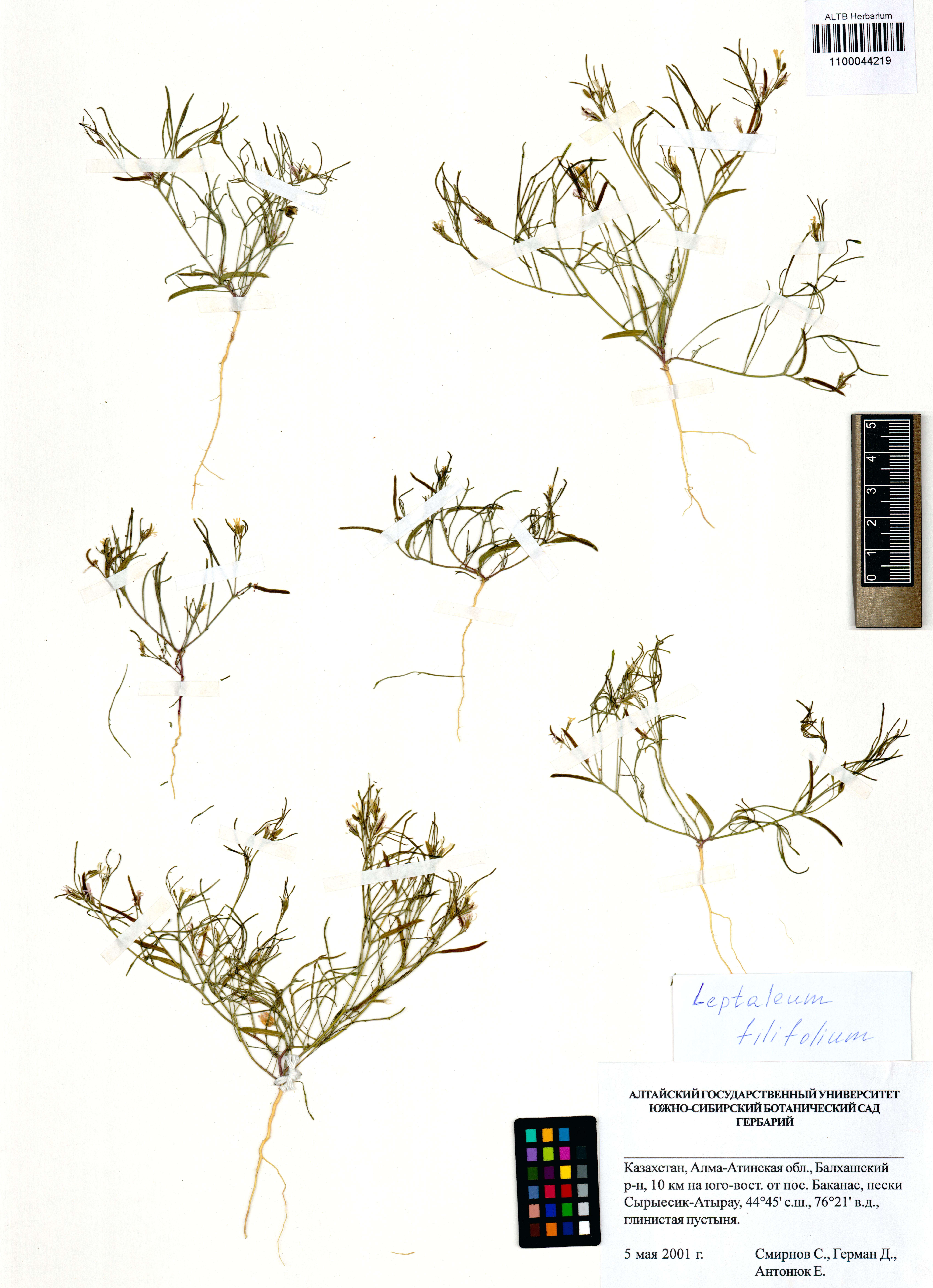 Leptaleum filifolium DC.