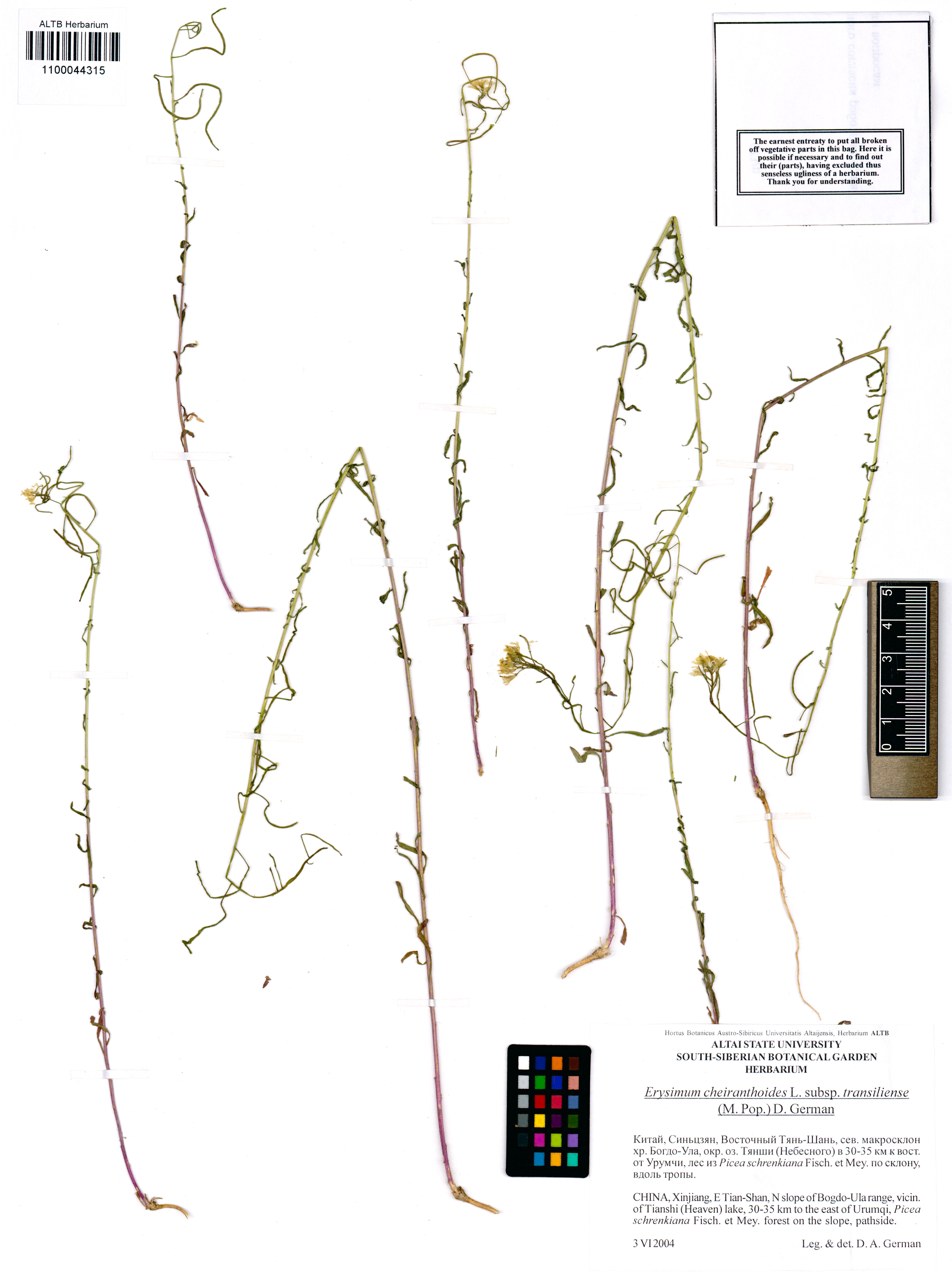 Erysimum cheiranthoides subsp. transiliense (Popov) D.A.German