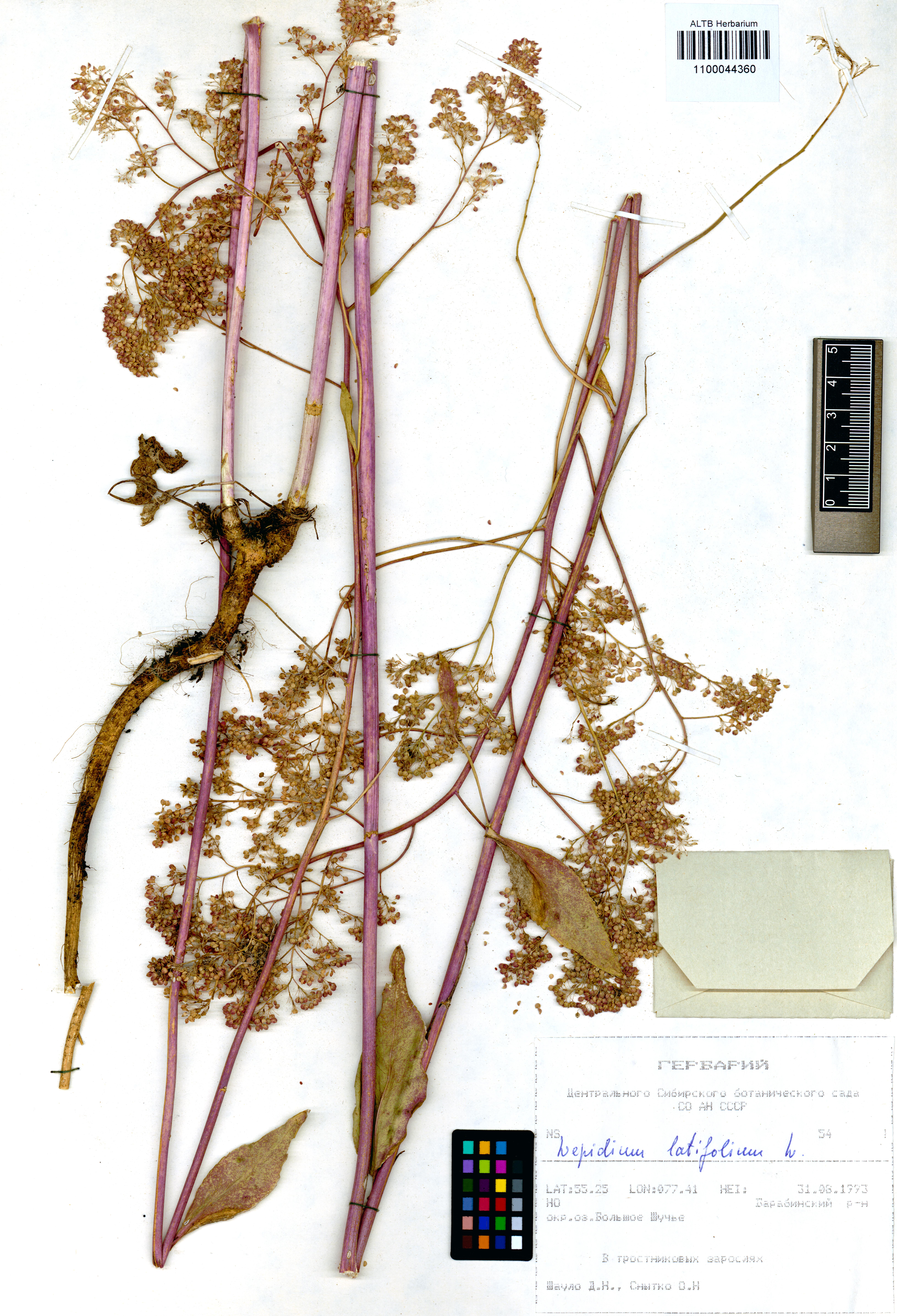 Lepidium latifolium L.