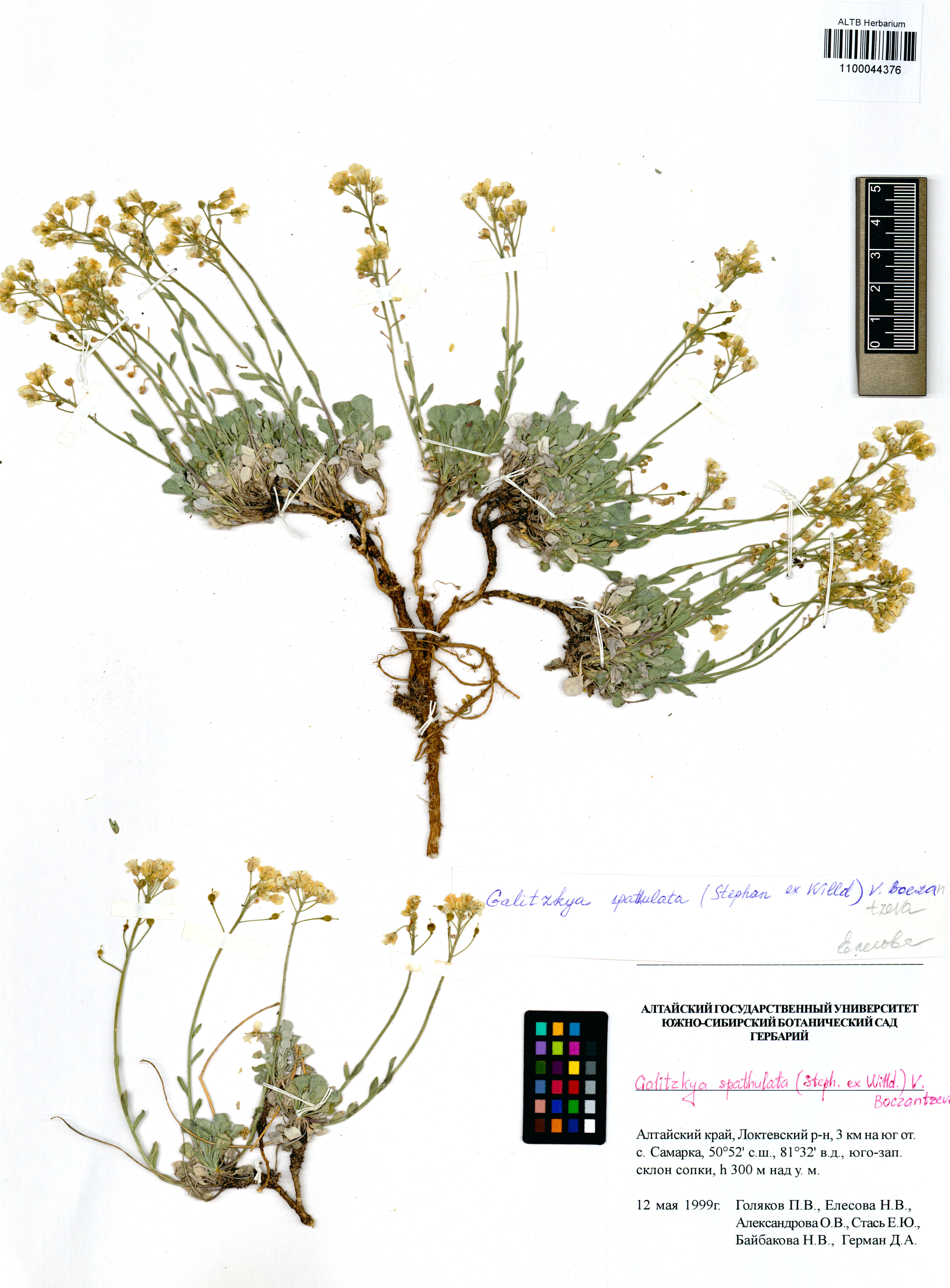 Galitzkya spathulata (Steph. ex Willd.) V.V.Botschantz.