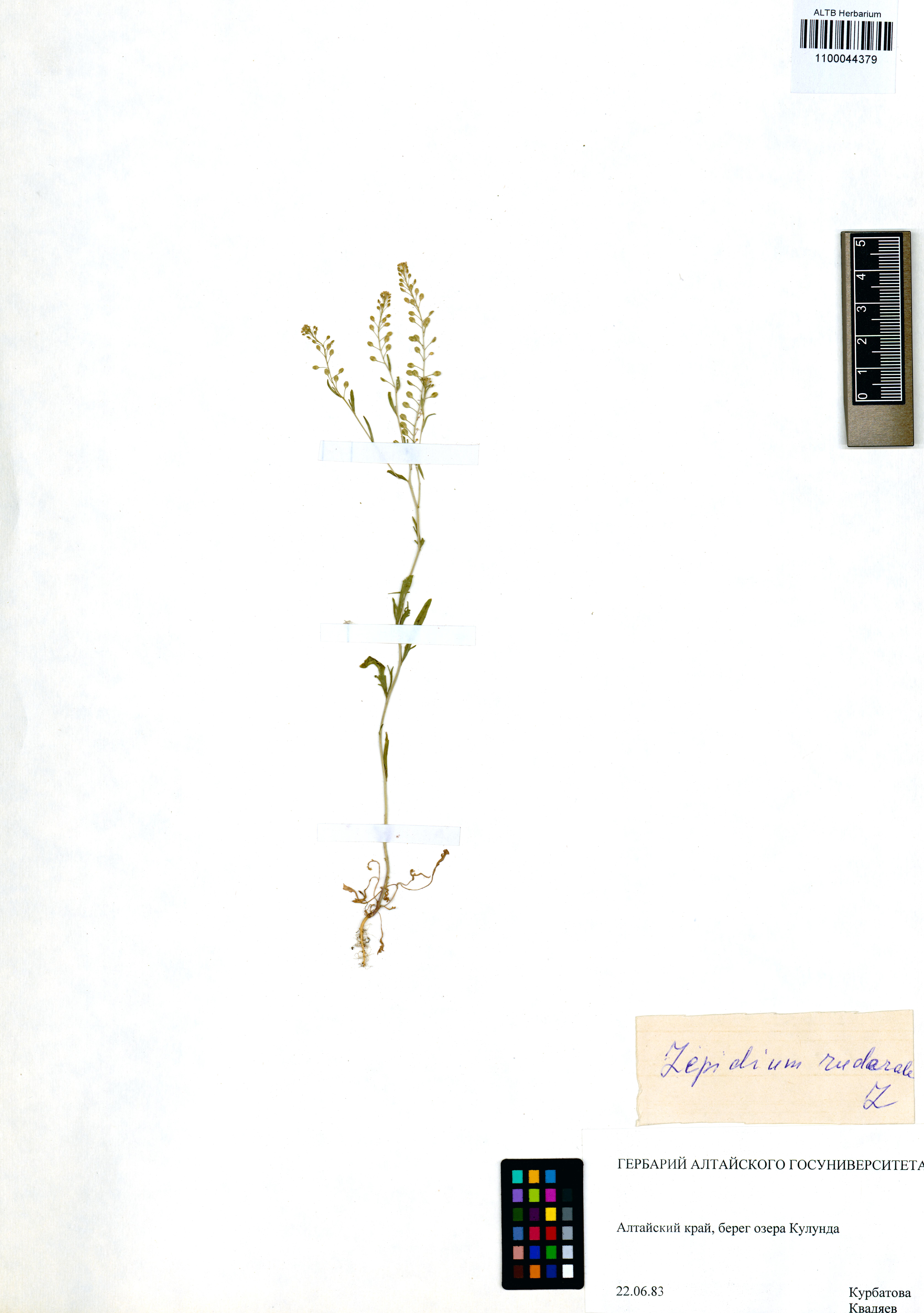 Lepidium ruderale L.