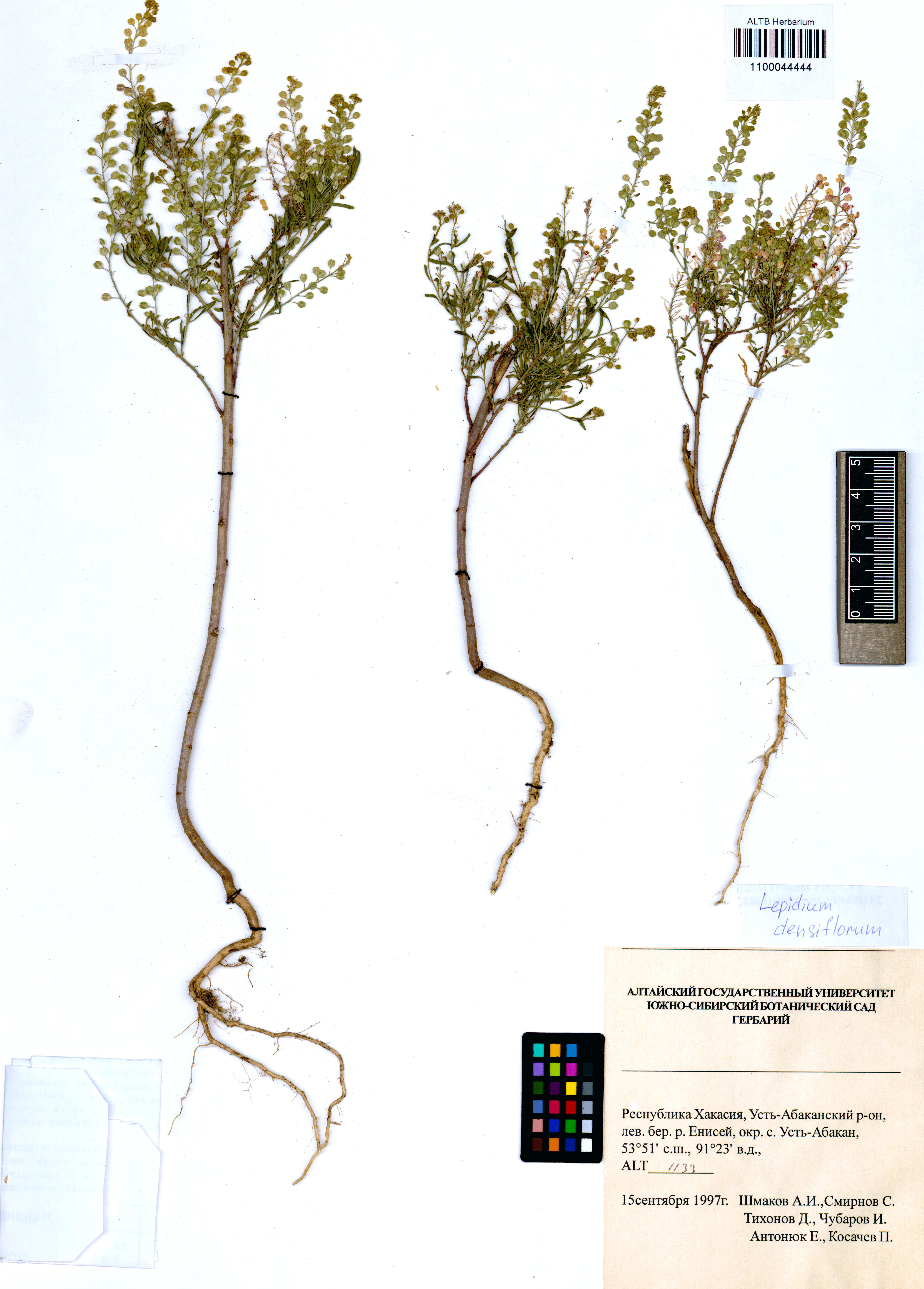 Lepidium densiflorum Schrad.