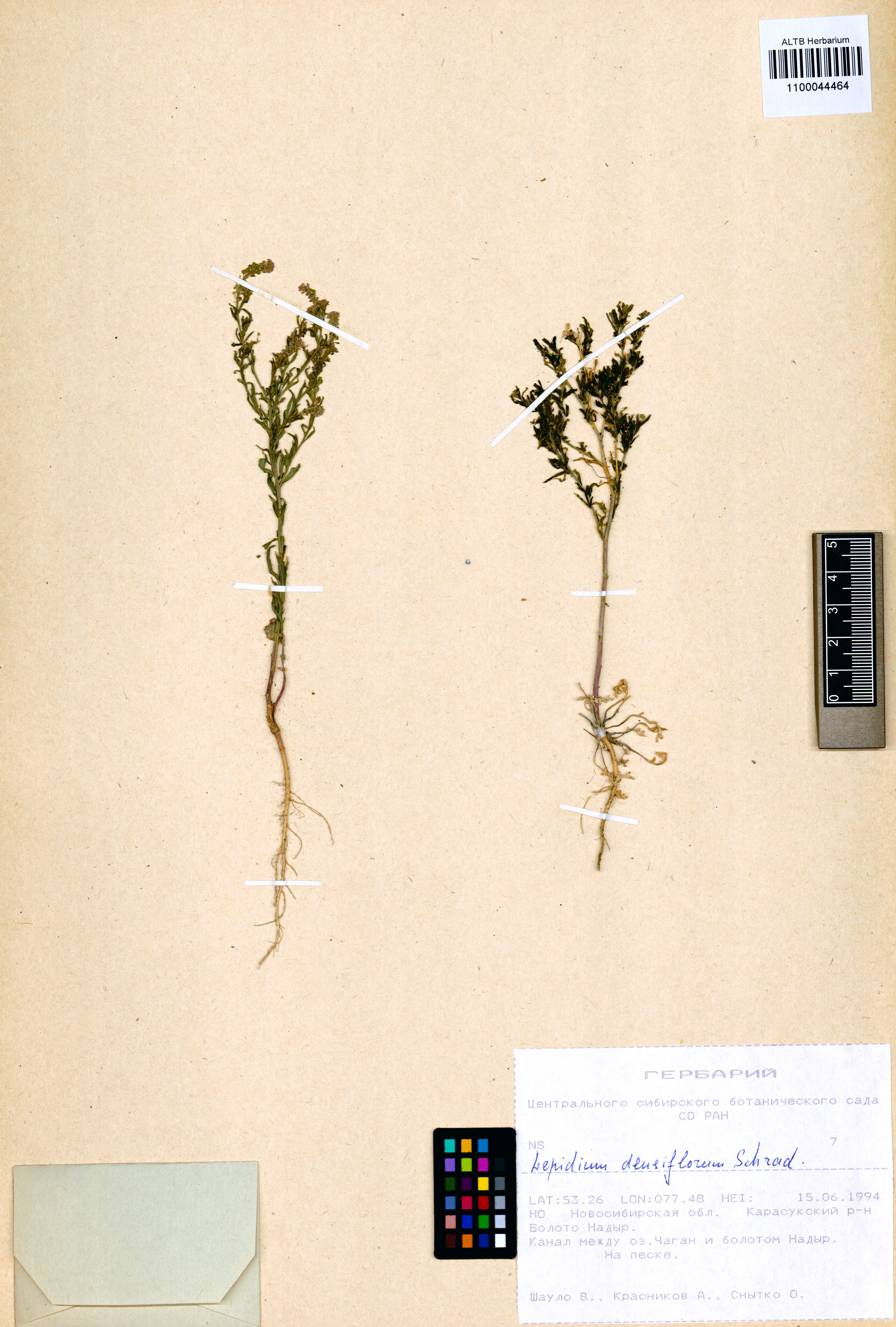Lepidium densiflorum Schrad.