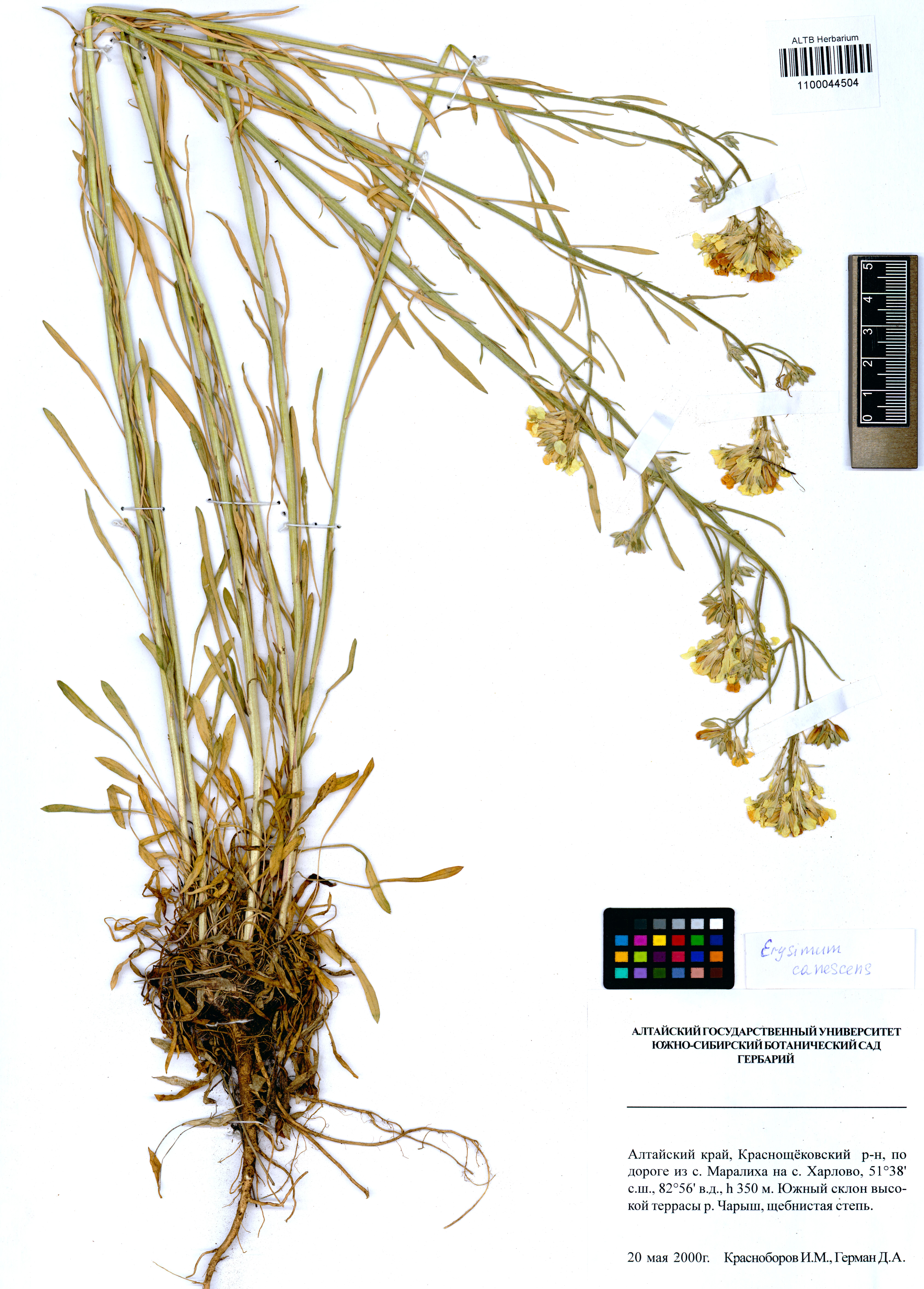 Erysimum canescens Roth