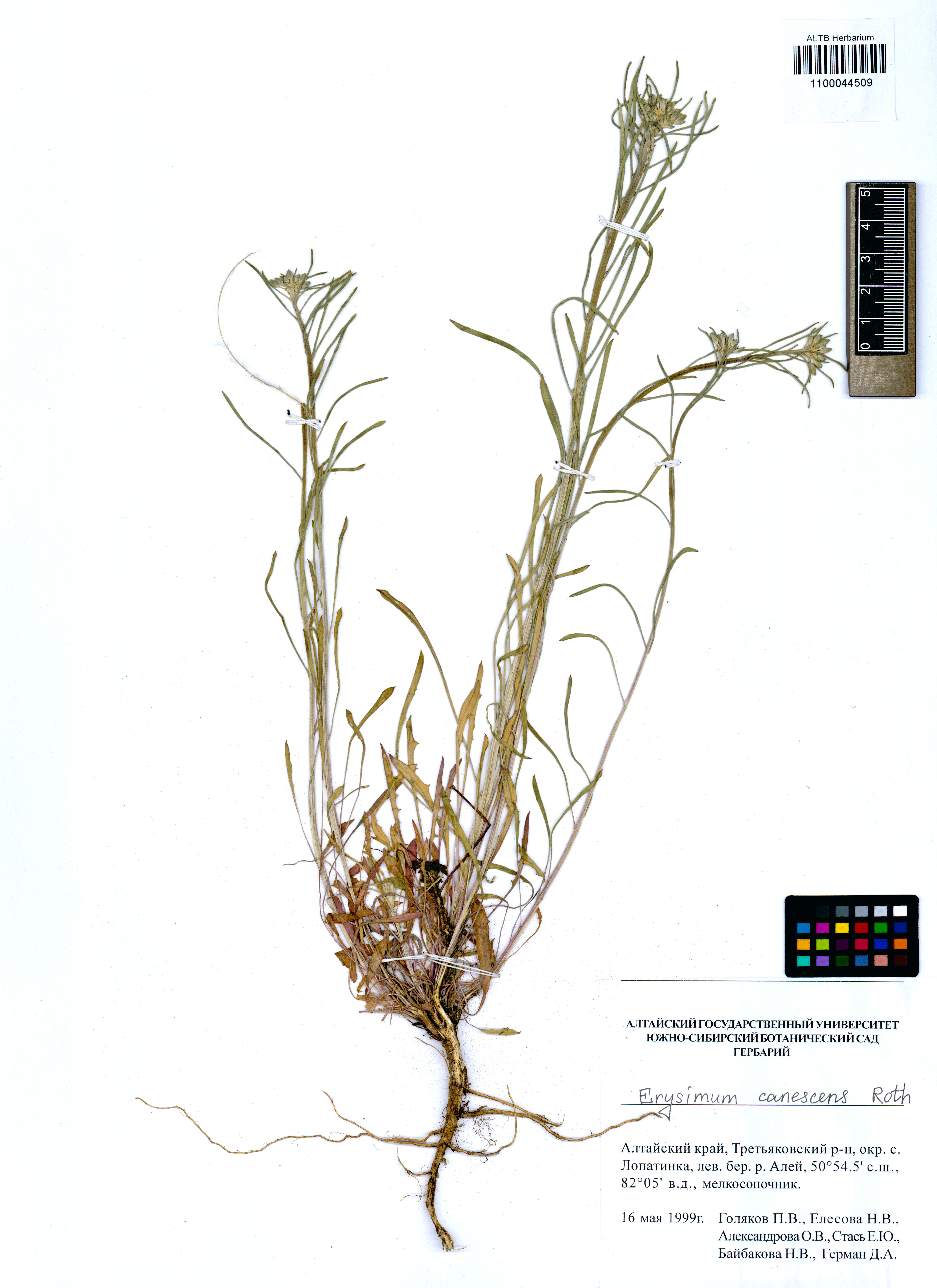 Erysimum canescens Roth