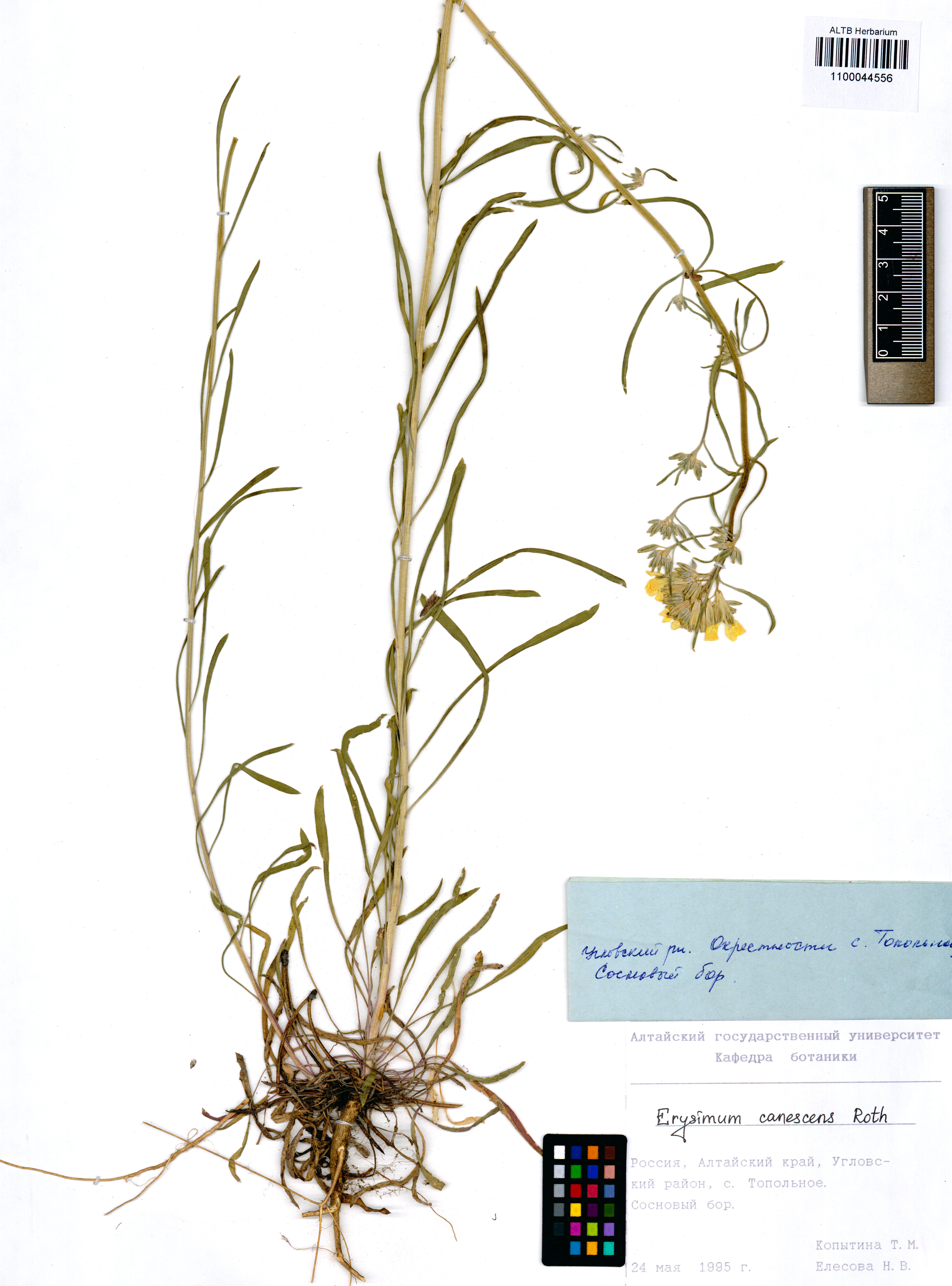 Erysimum canescens Roth