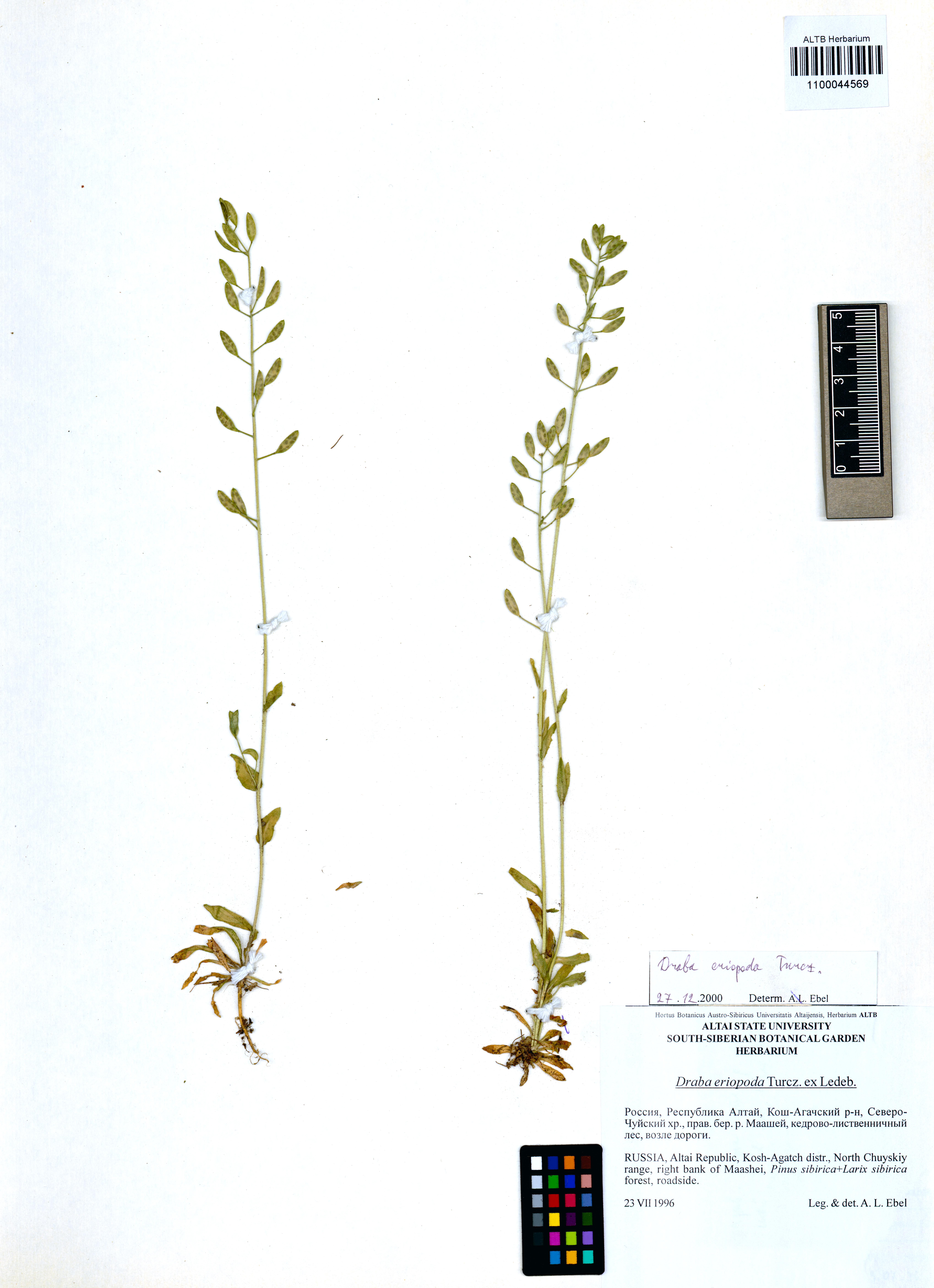 Draba eriopoda Turcz.