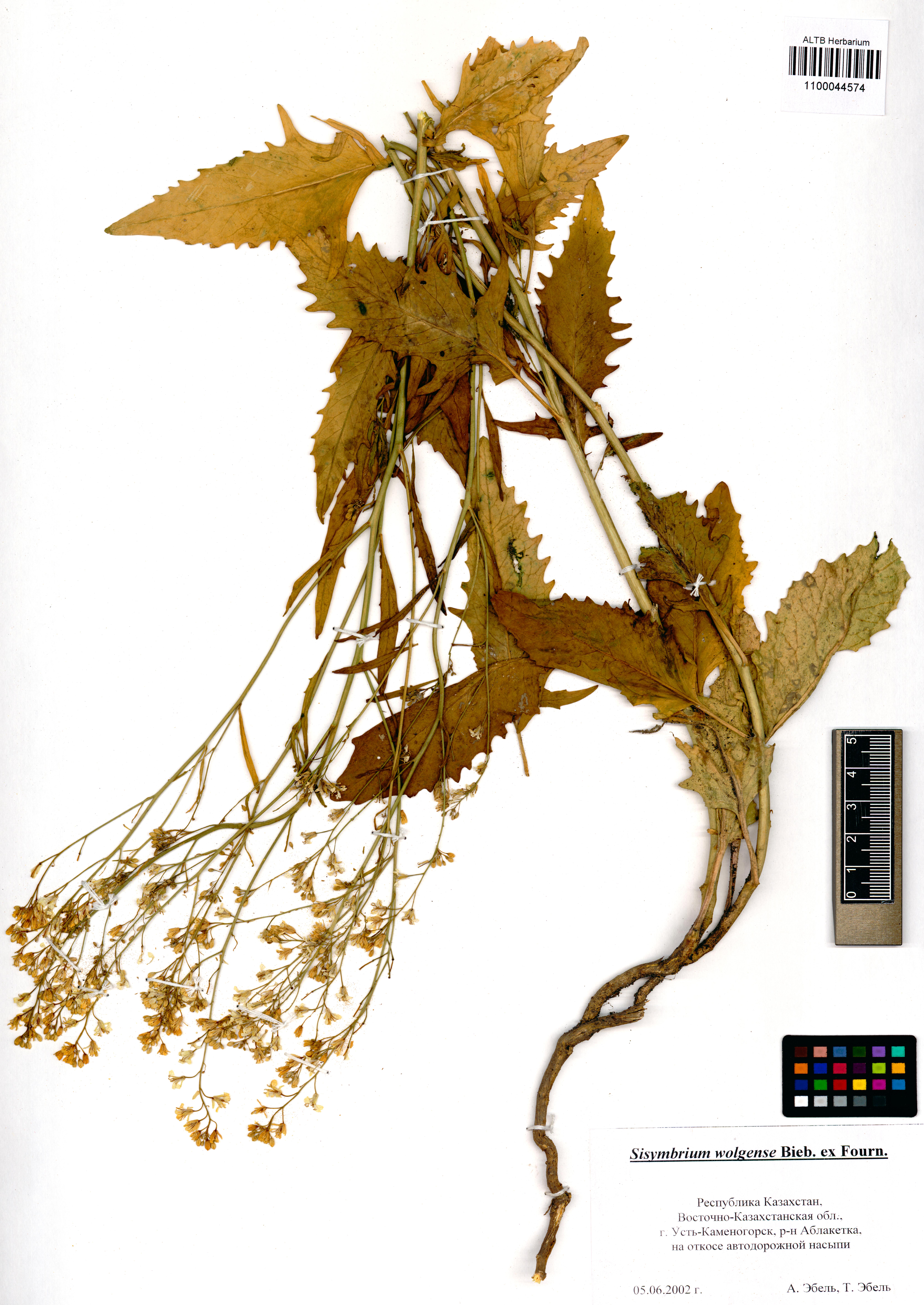 Sisymbrium volgense M.Bieb. ex E.Fourn.