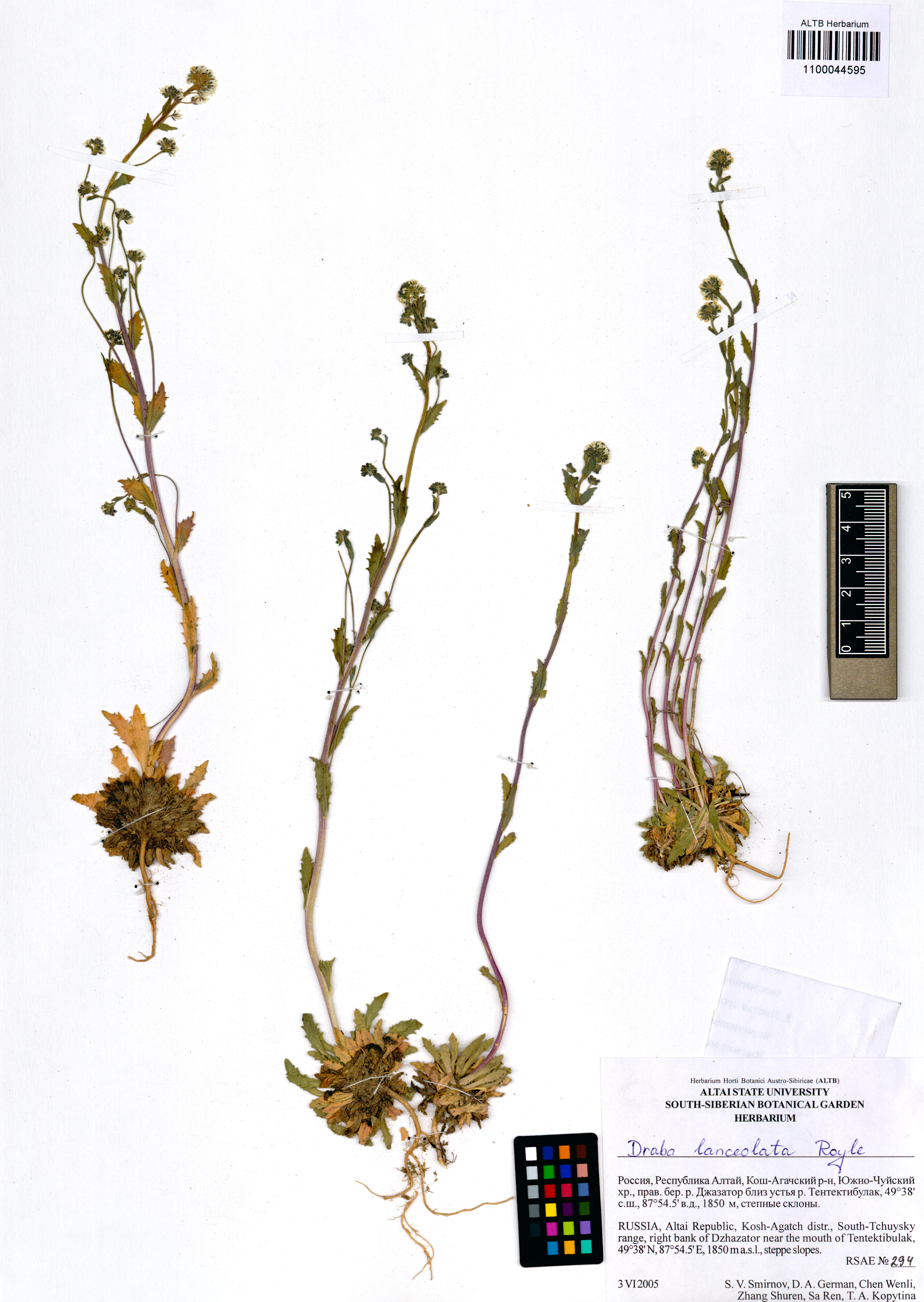Draba lanceolata Royle