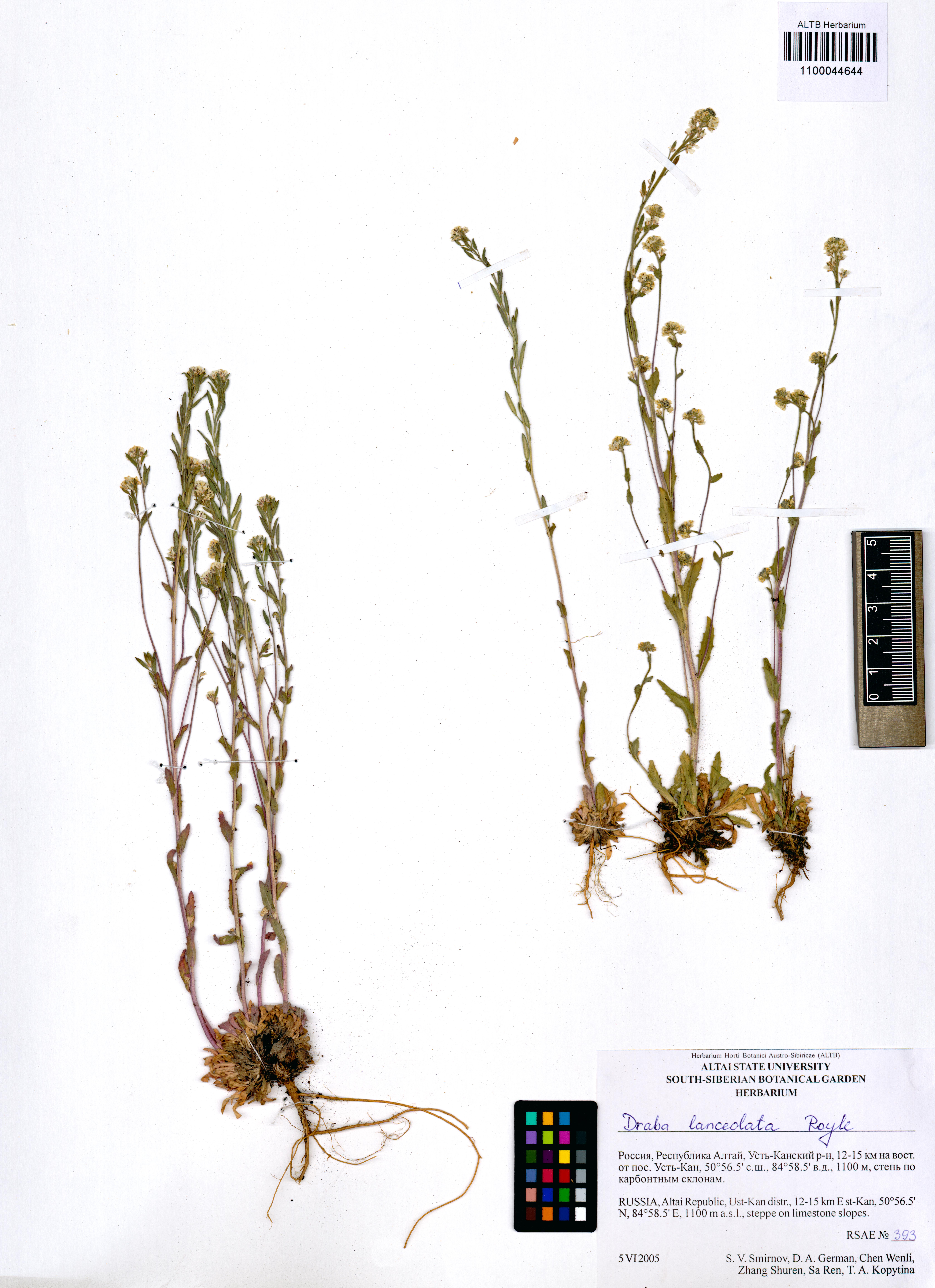 Draba lanceolata Royle