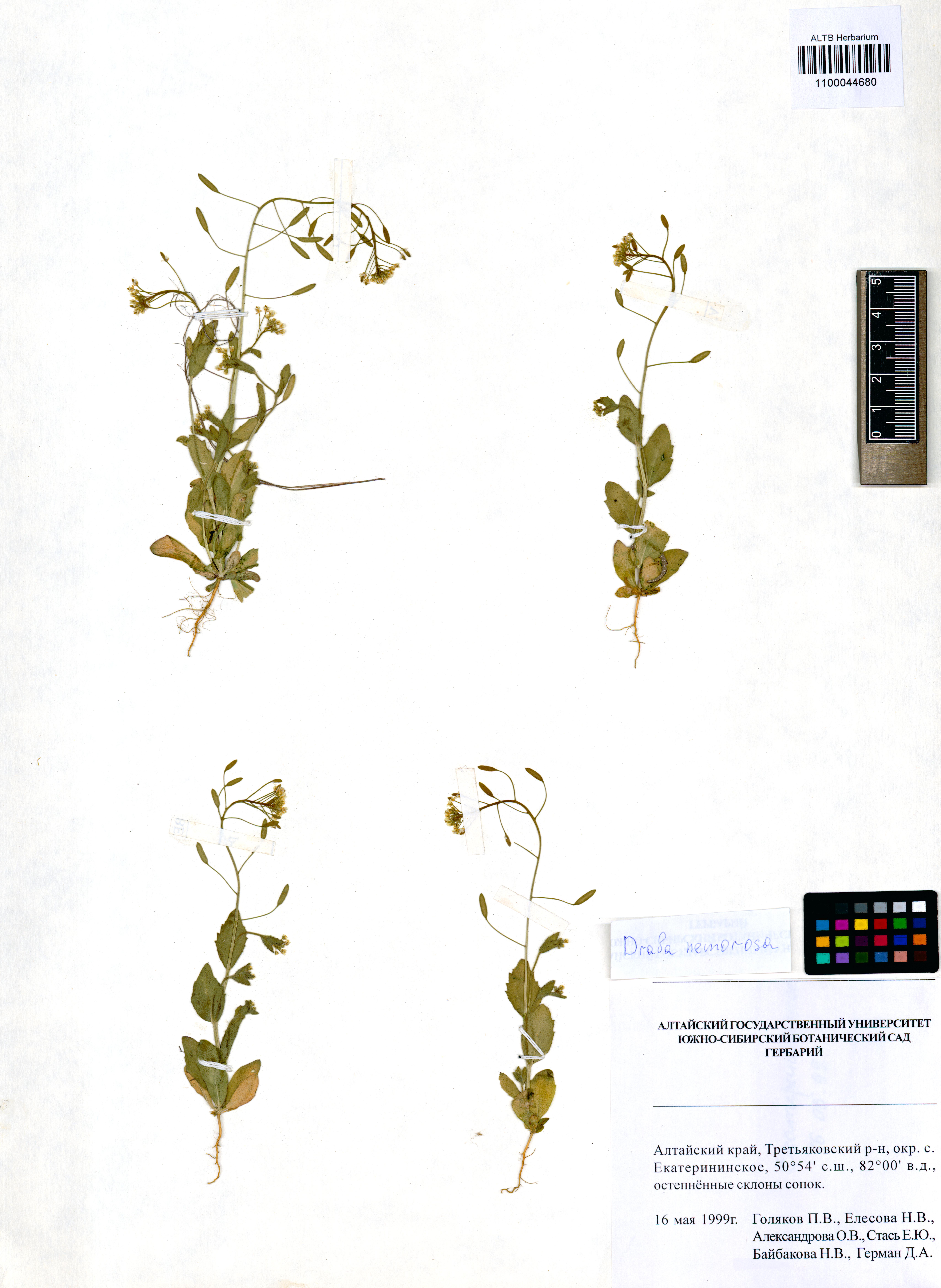 Draba nemorosa L.