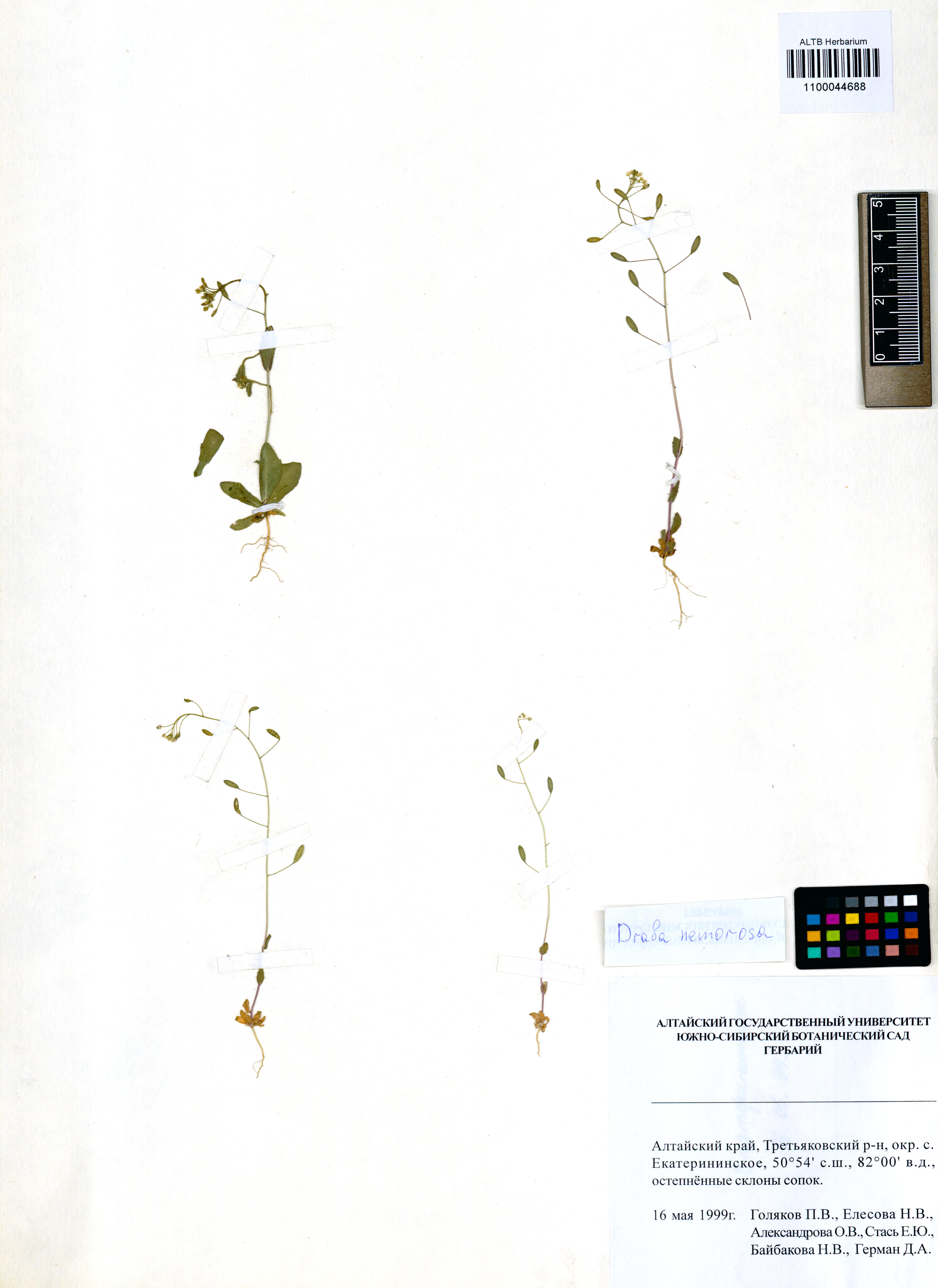 Draba nemorosa L.