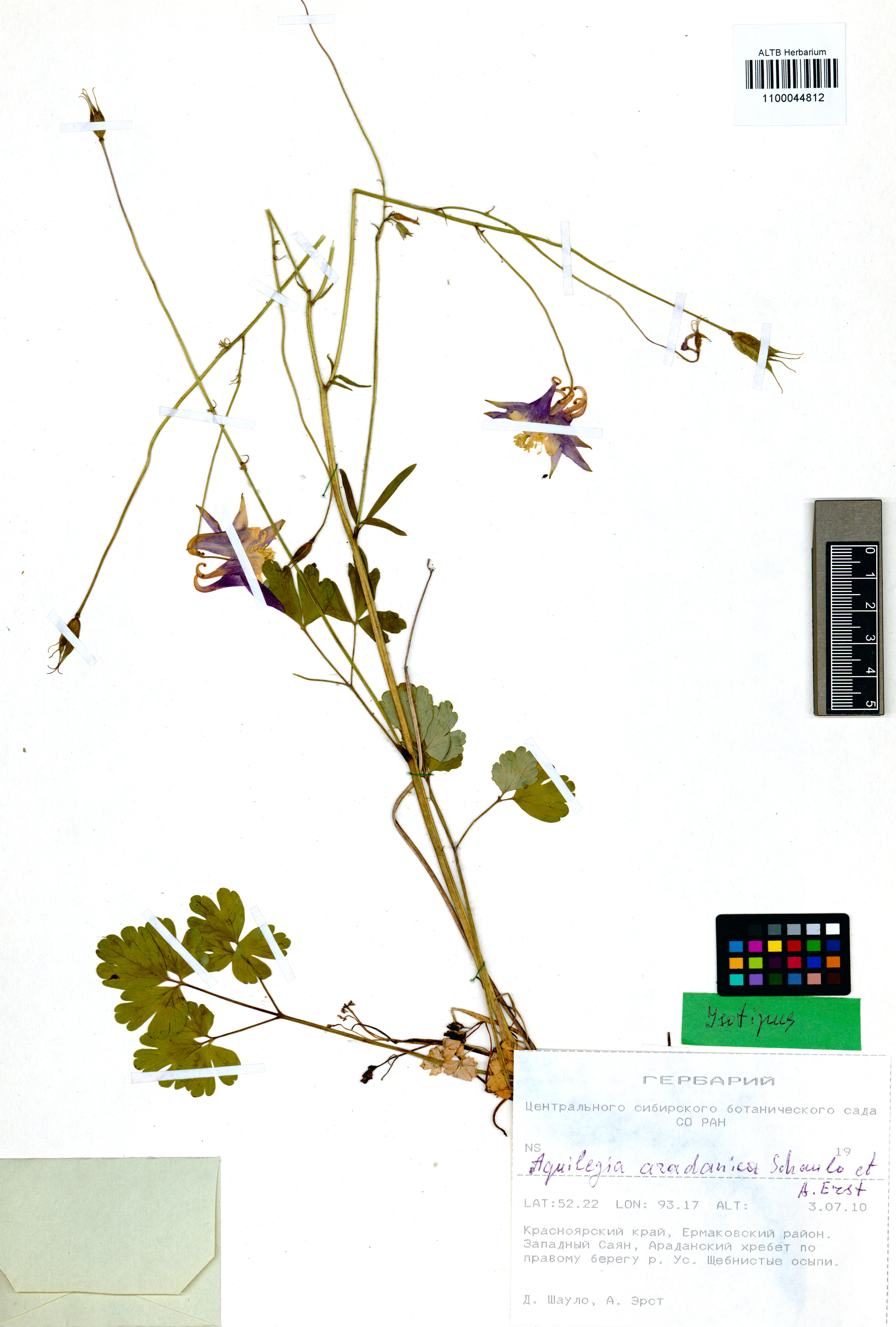 Ranunculaceae,Aquilegia aradanica Shaulo, Erst