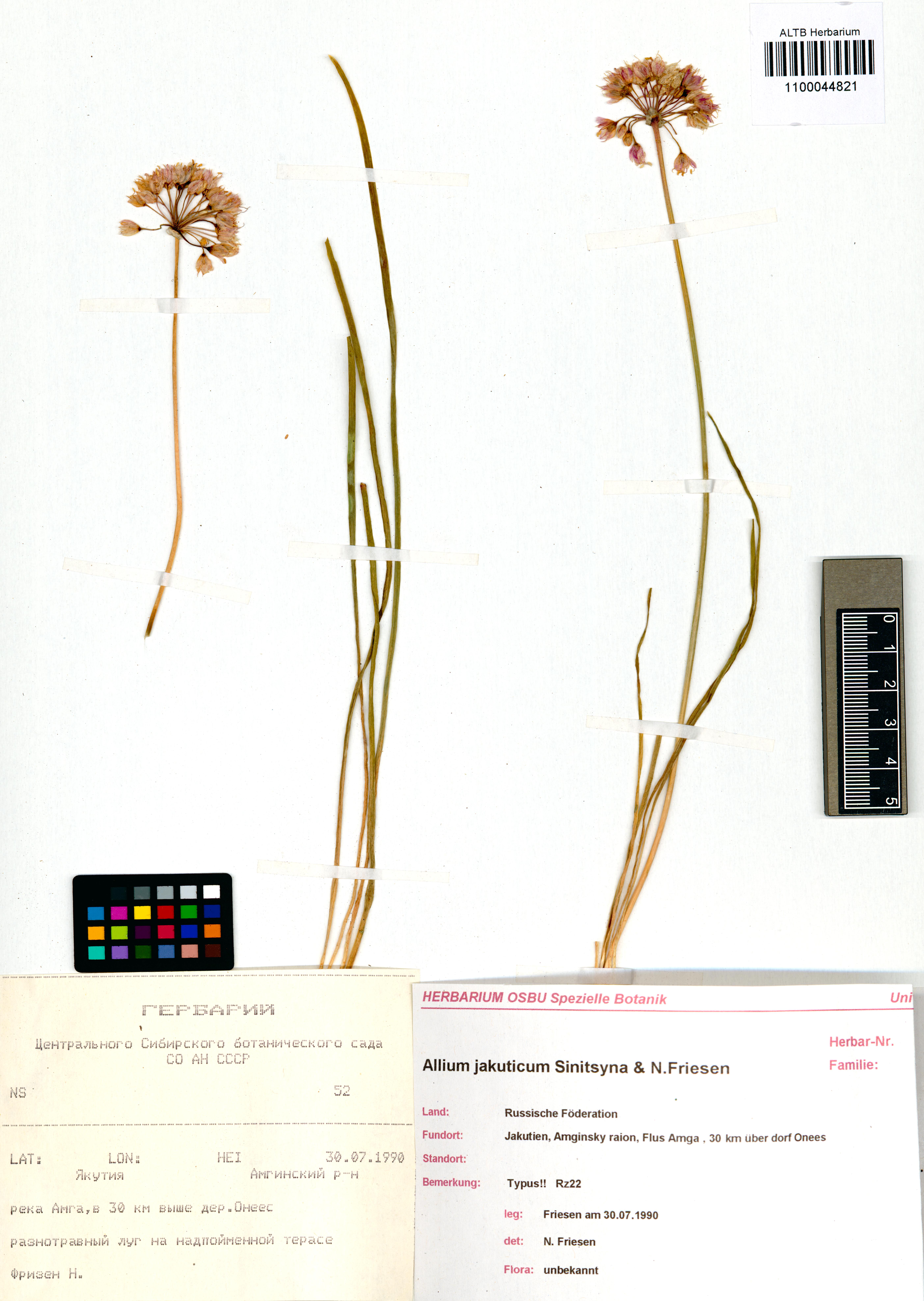Amaryllidaceae,Allium jakuticum Sinitsyna, N.Friesen
