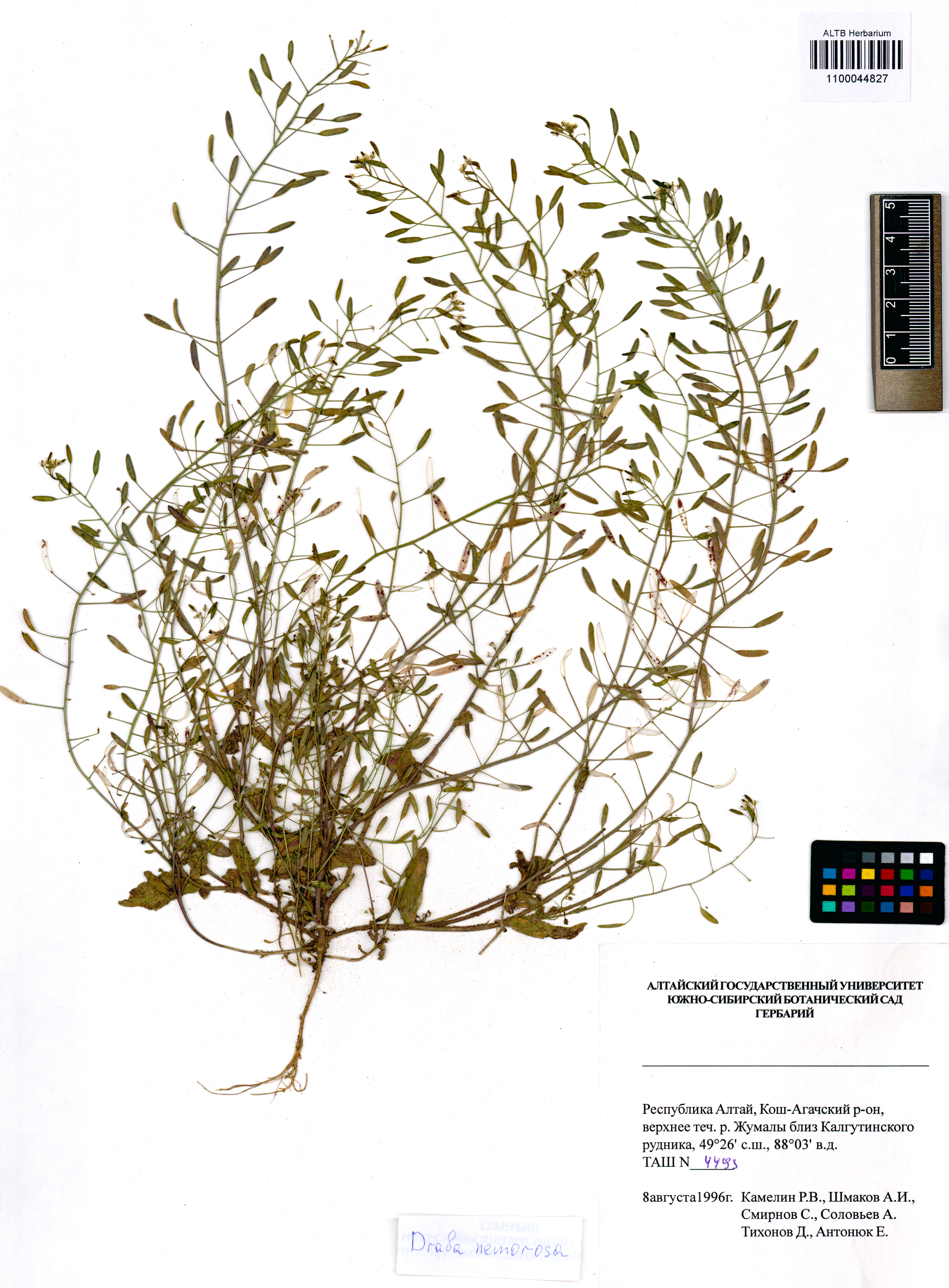 Draba nemorosa L.
