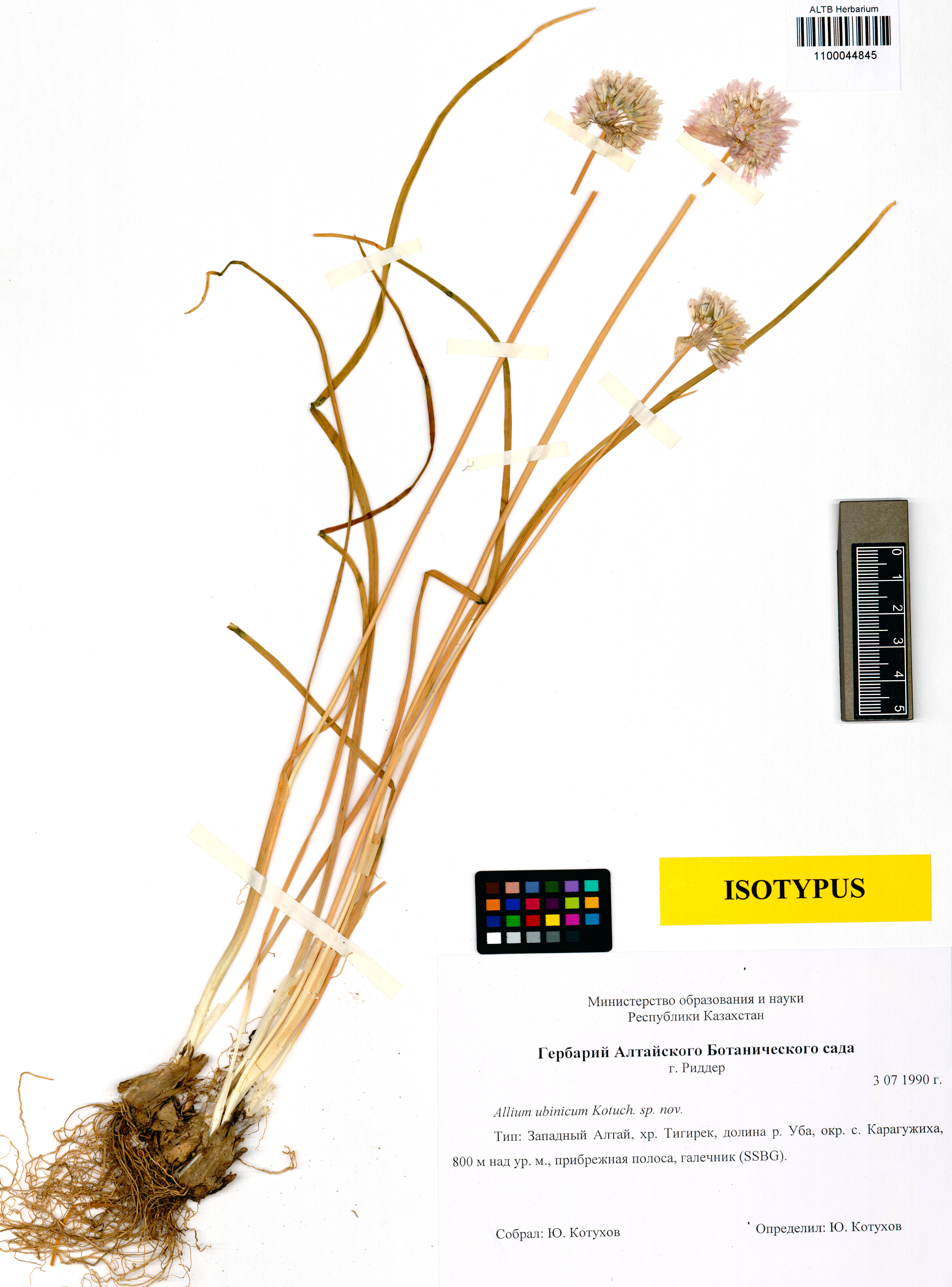 Alliaceae,Allium ubinicum Kotukhov