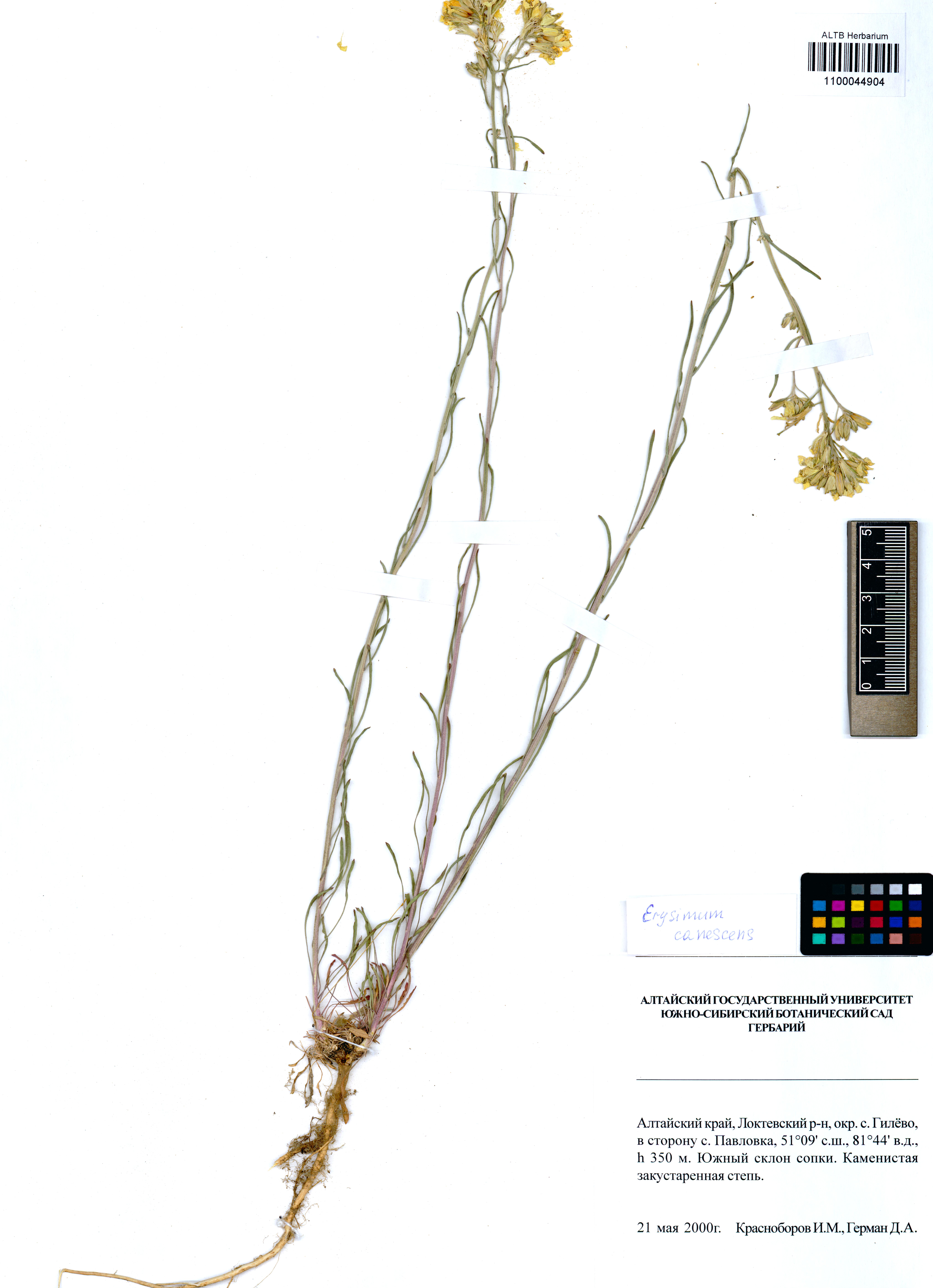 Erysimum canescens Roth