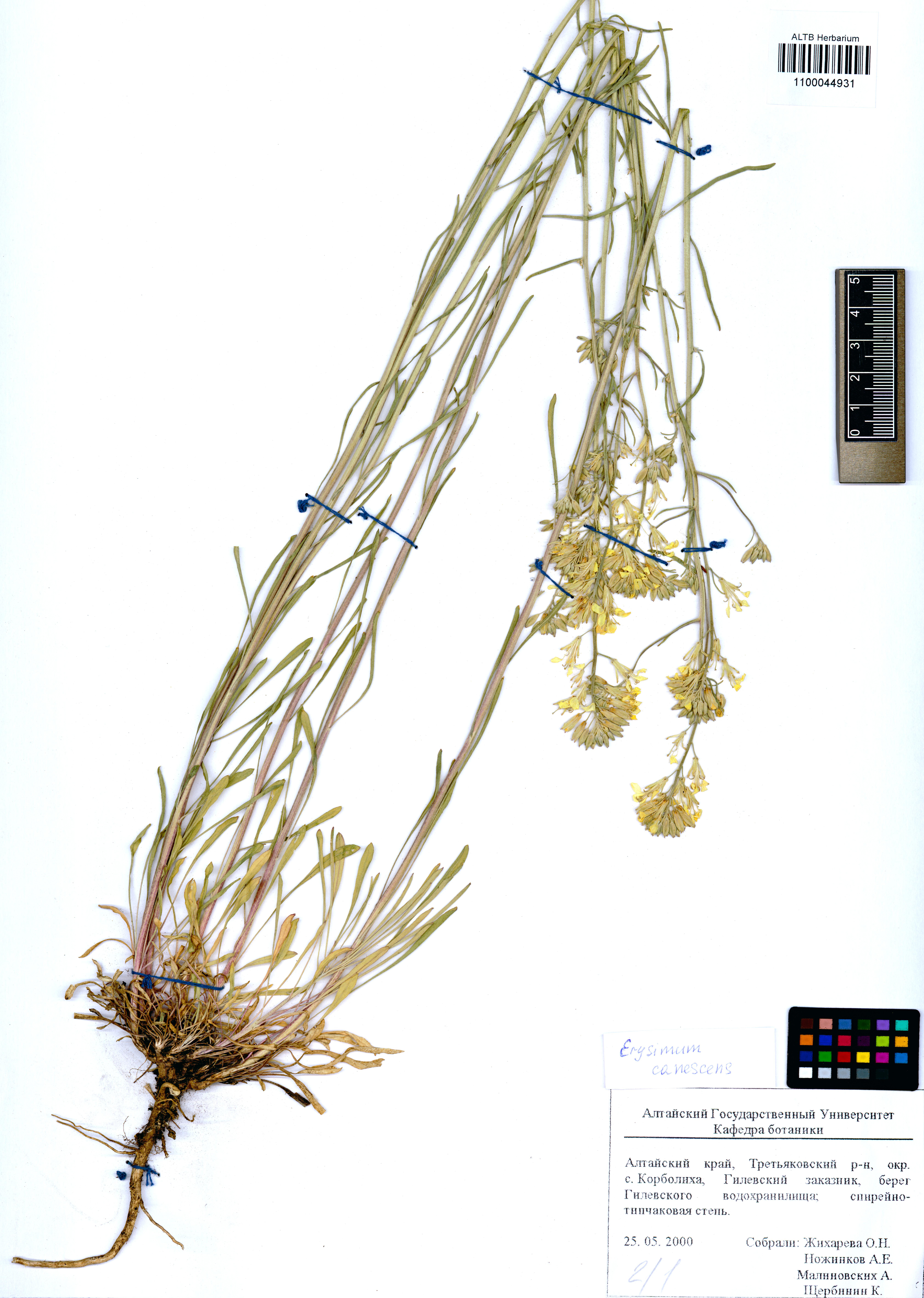 Erysimum canescens Roth