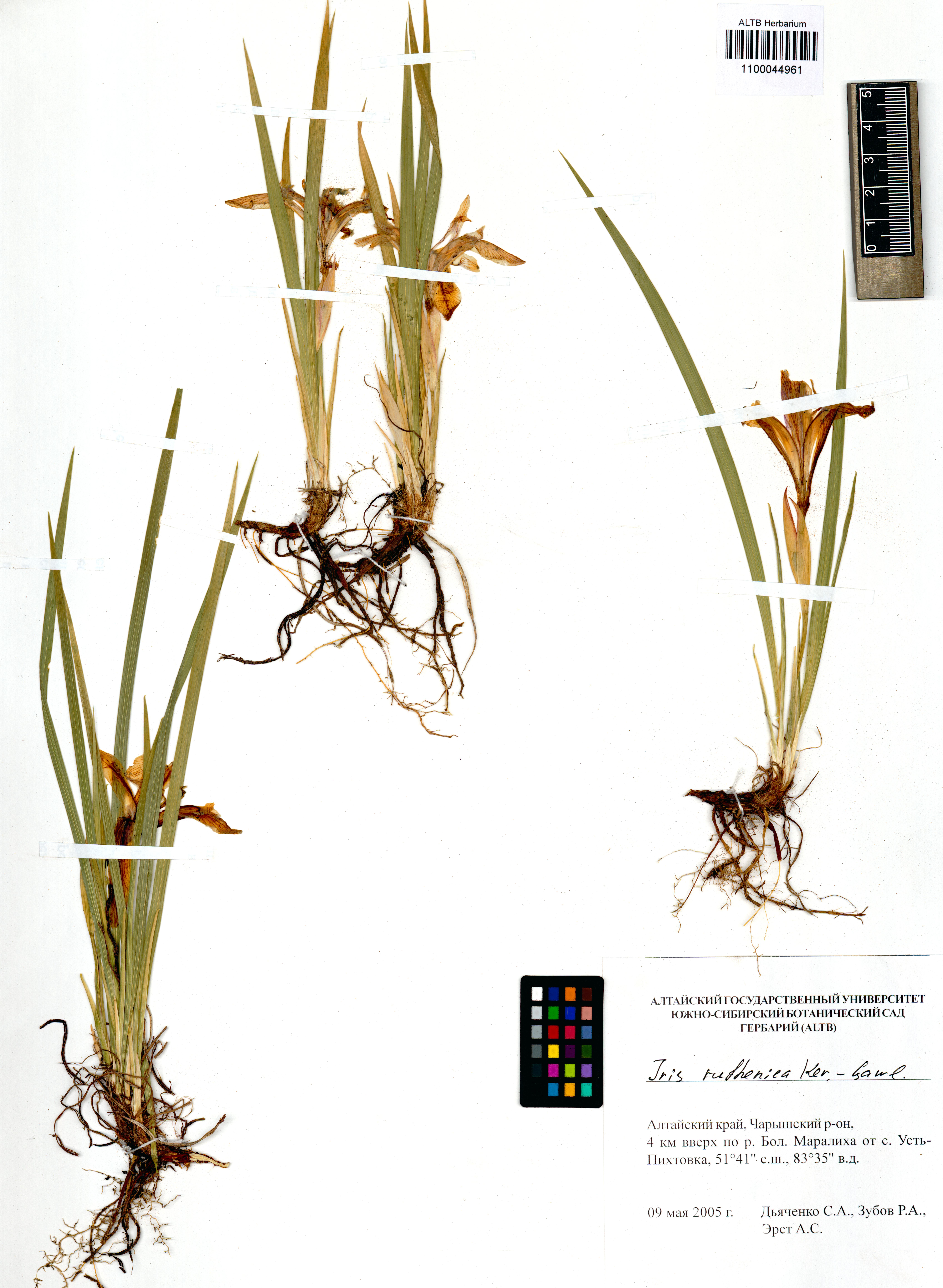 Iris ruthenica Ker Gawl.