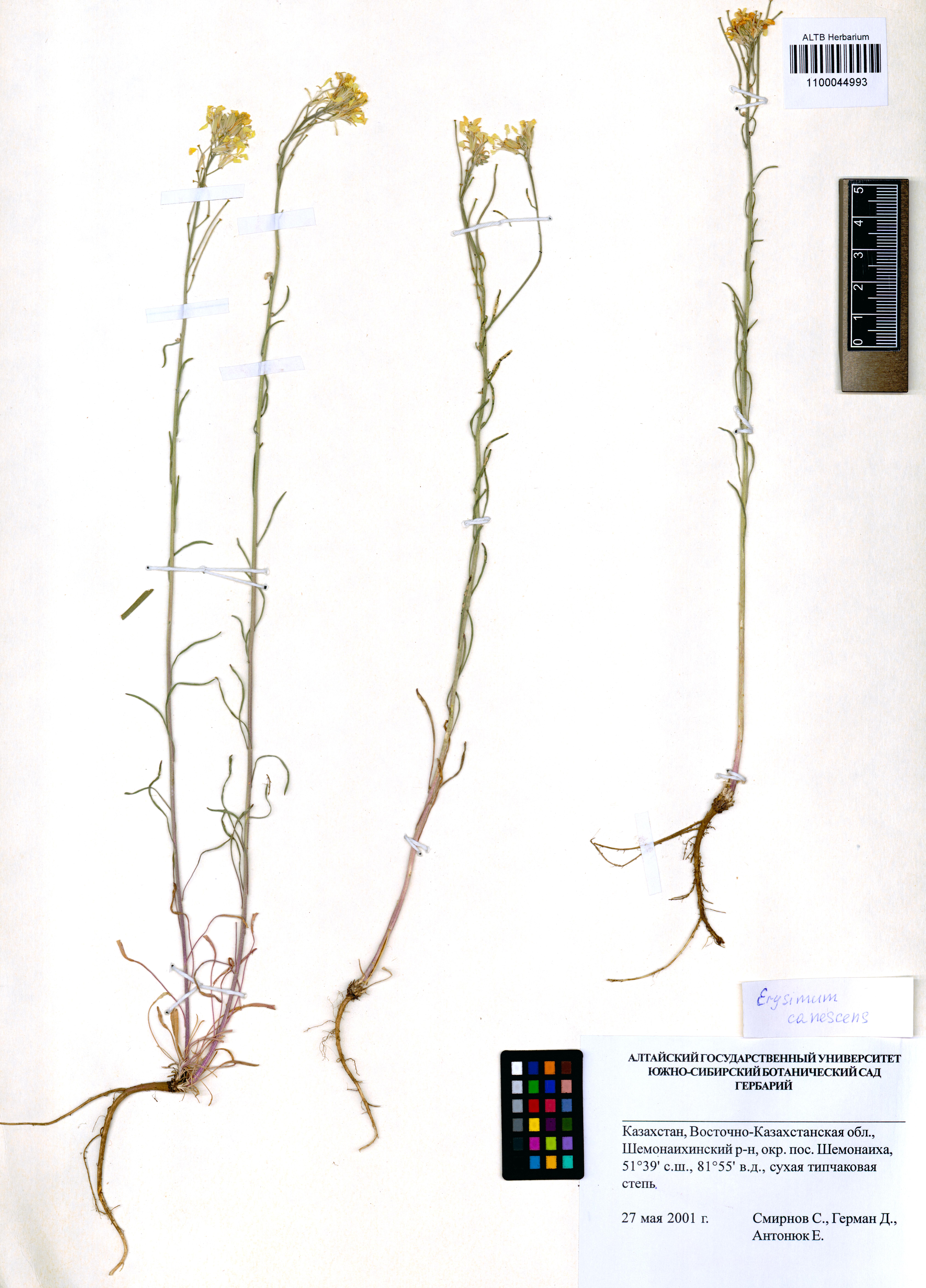 Erysimum canescens Roth