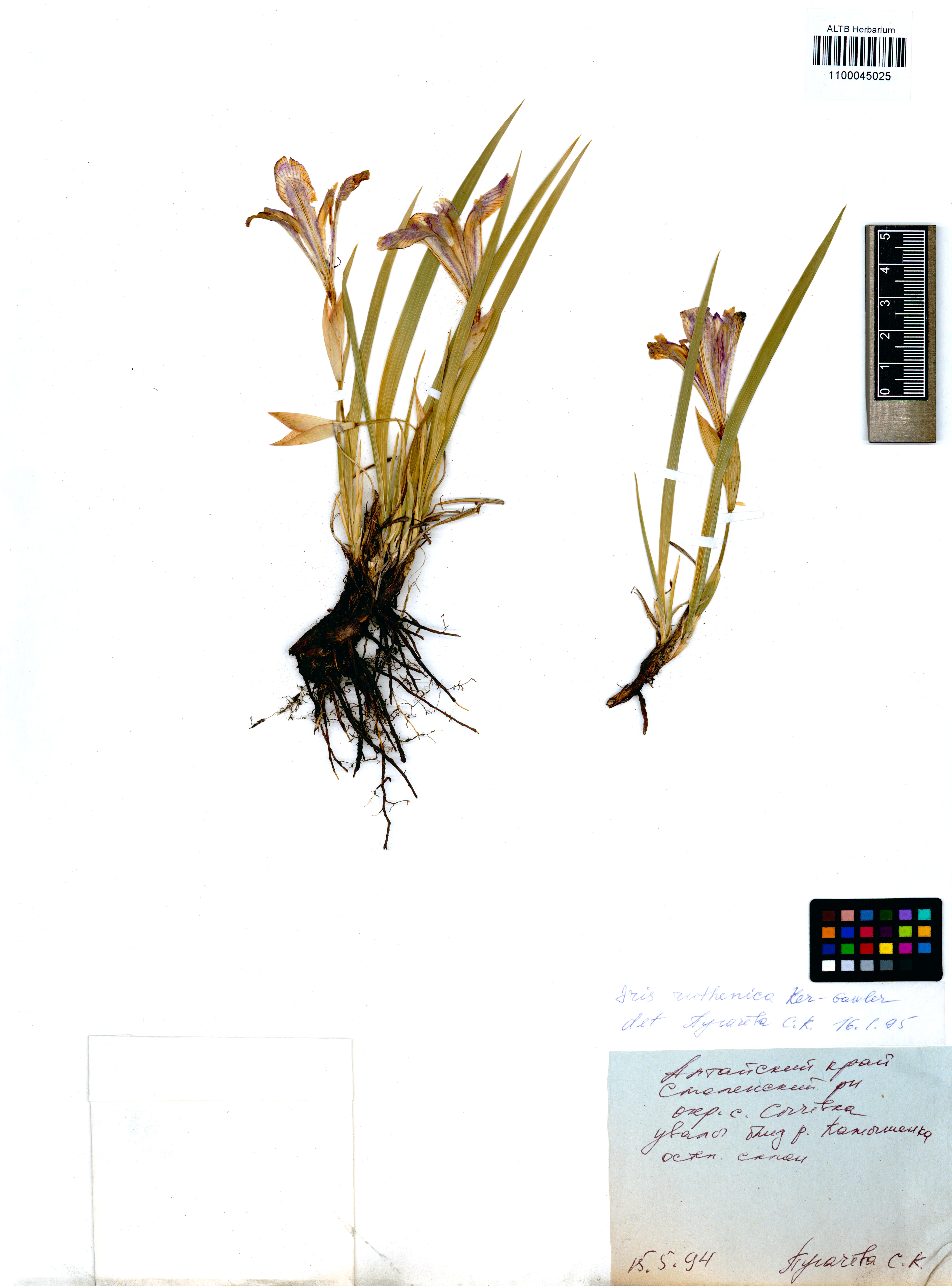 Iris ruthenica Ker Gawl.