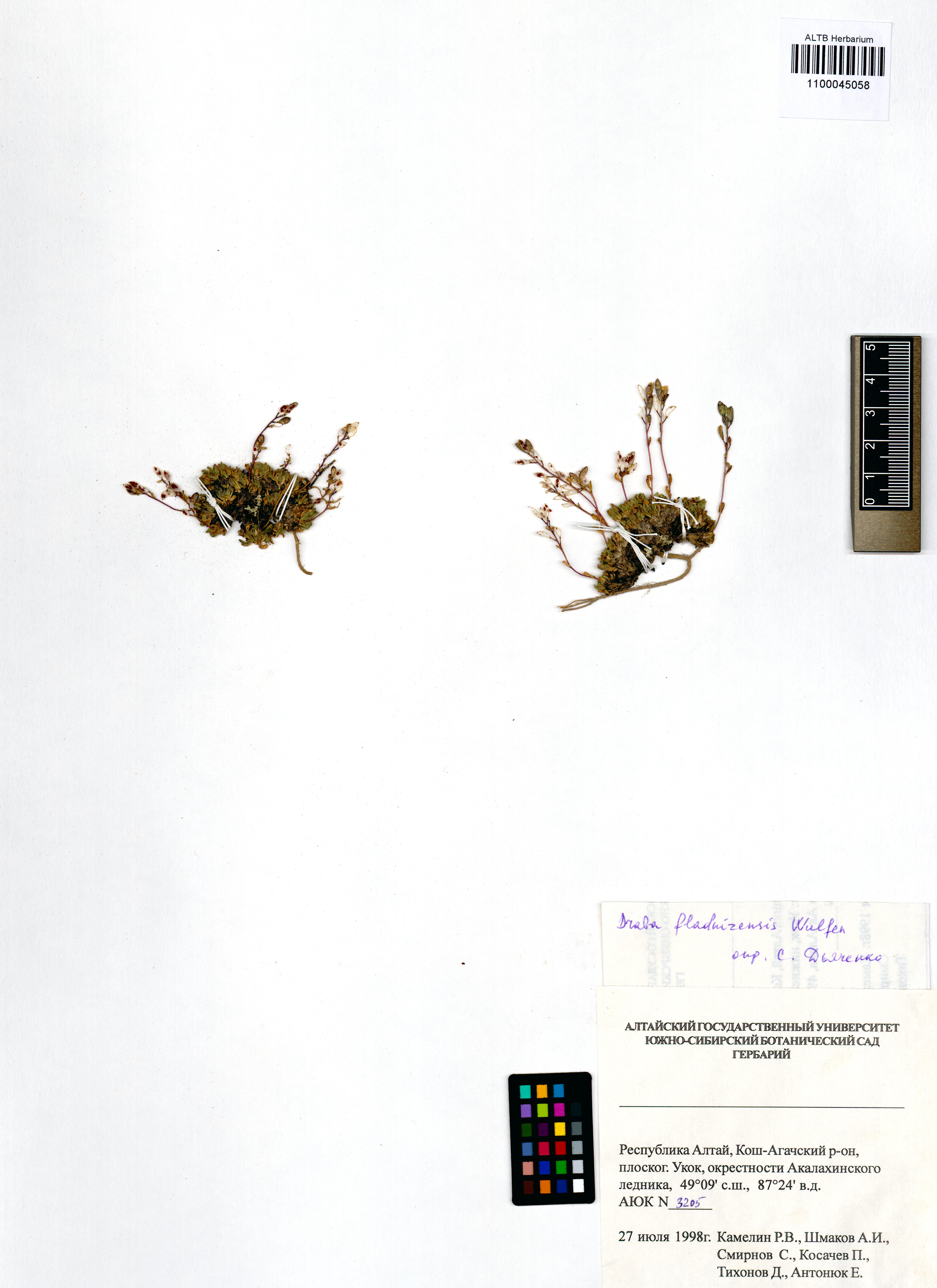 Draba fladnizensis Wulfen