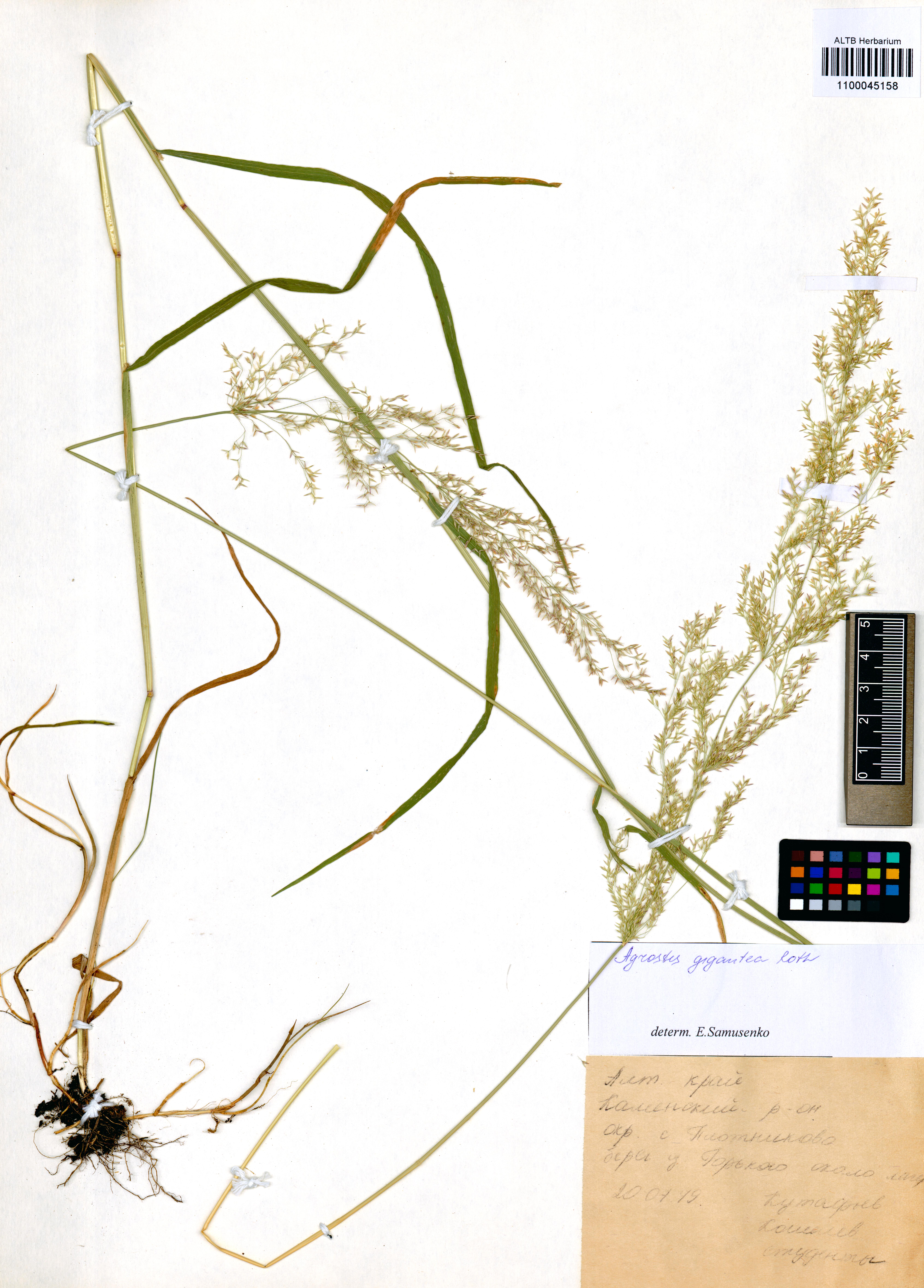 Agrostis gigantea Roth.