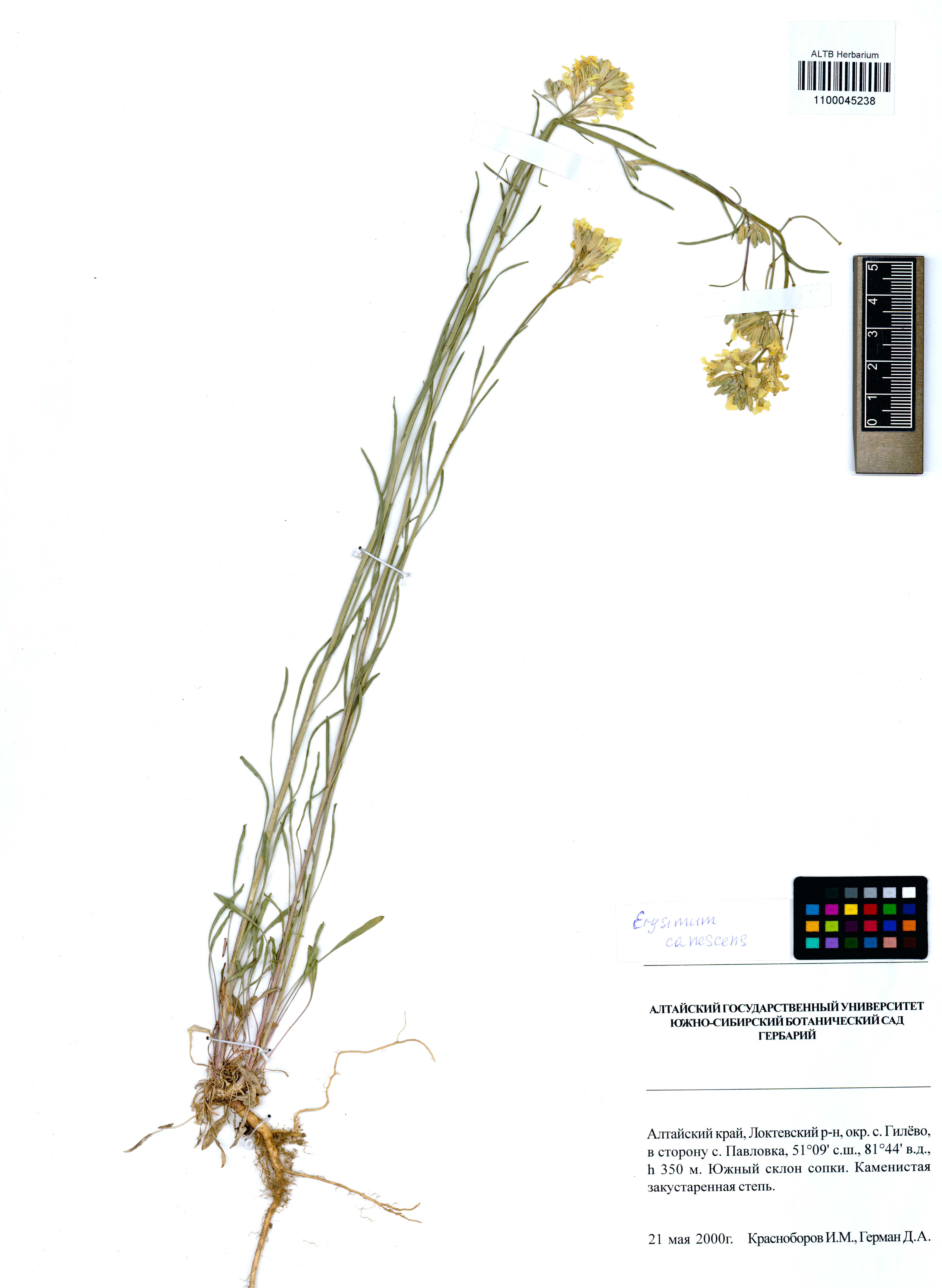 Erysimum canescens Roth