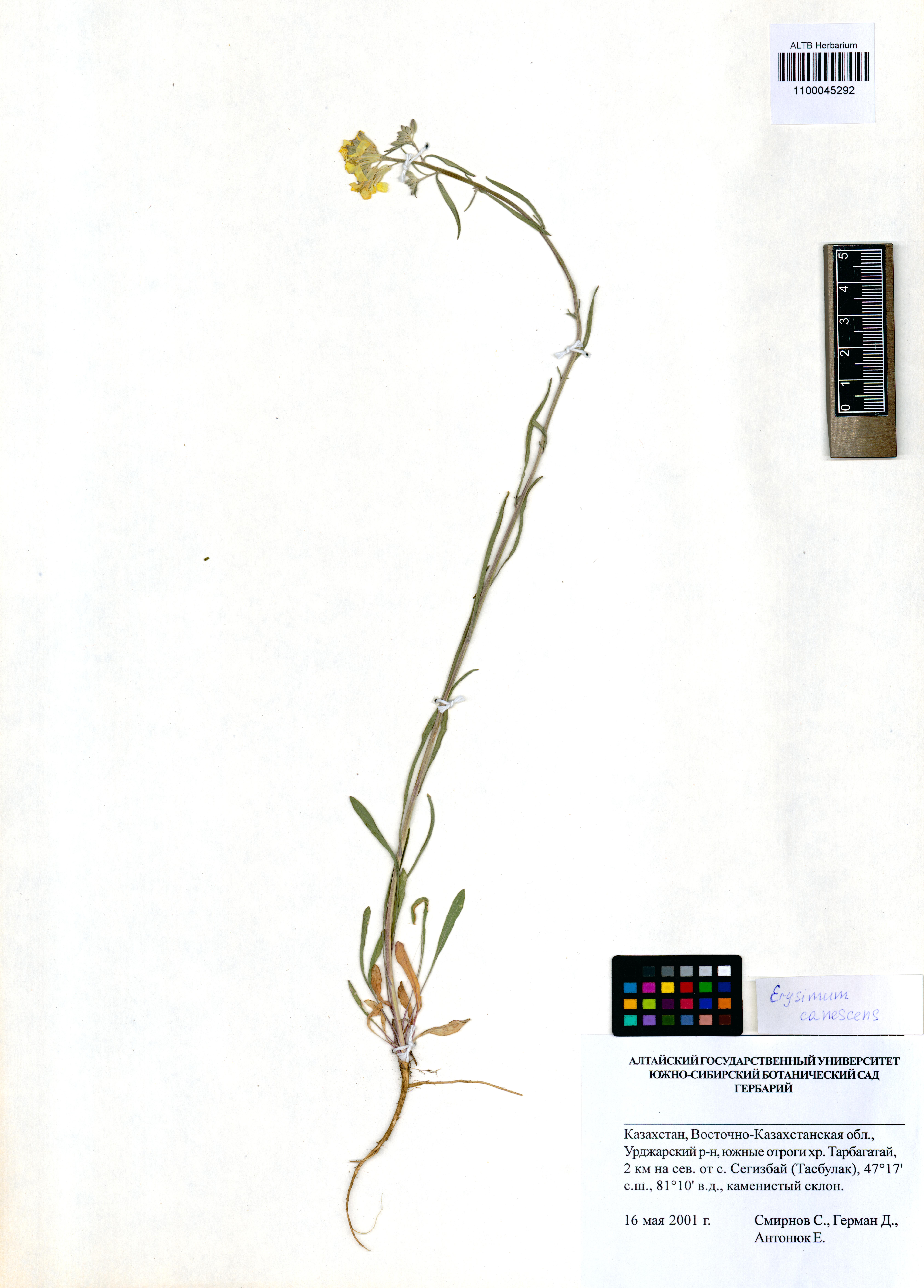 Erysimum canescens Roth