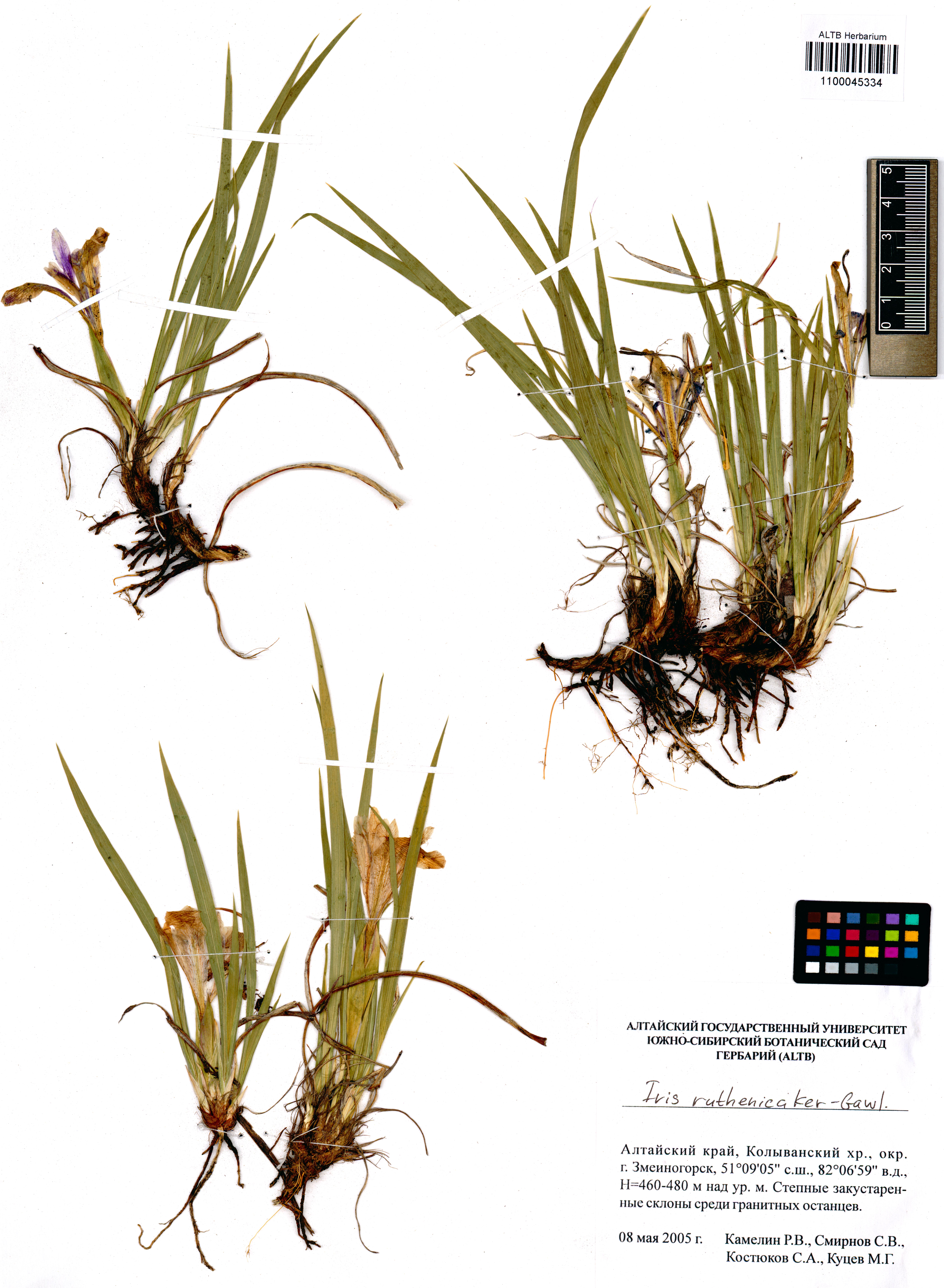 Iris ruthenica Ker Gawl.