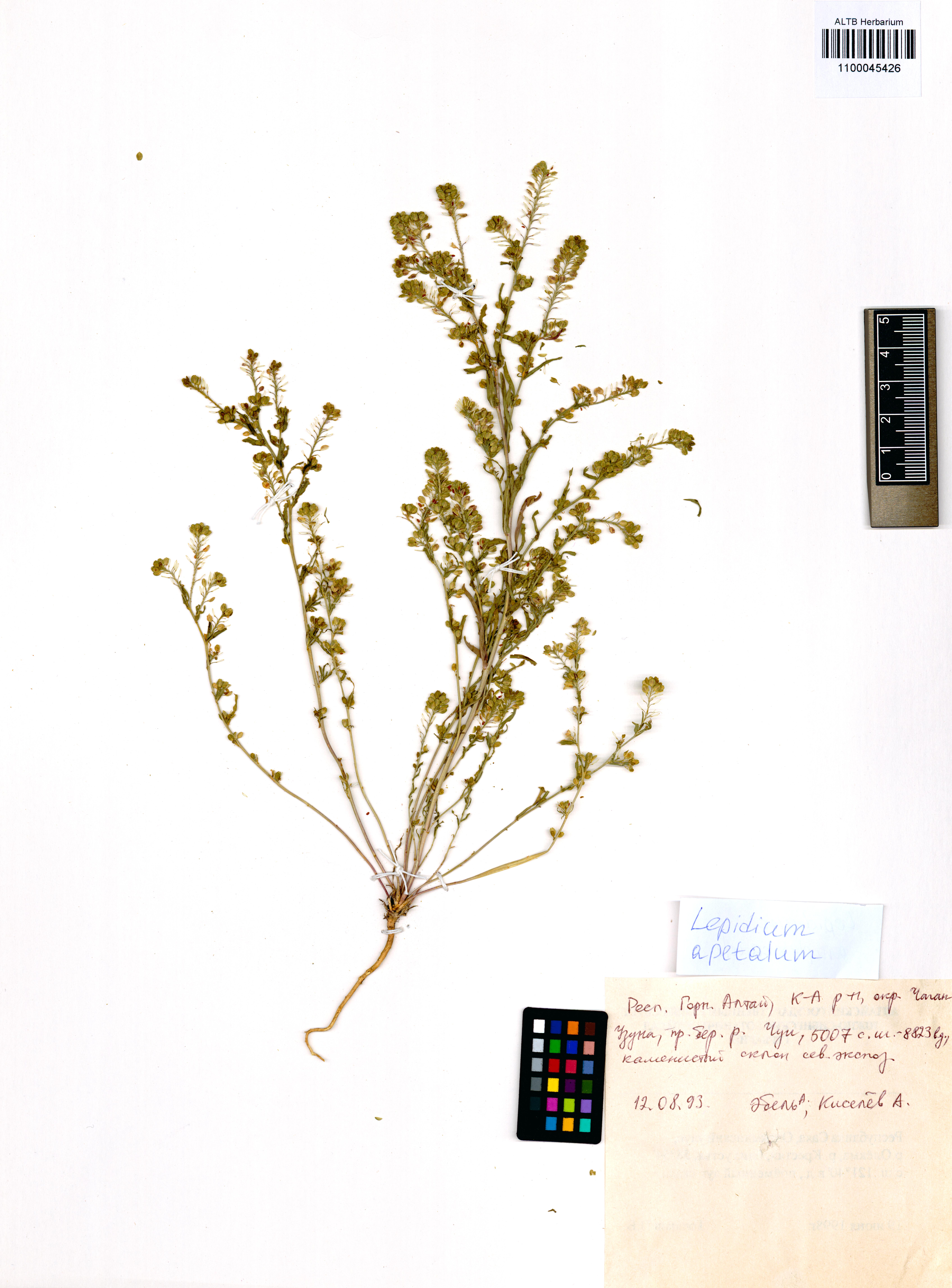 Lepidium apetalum Willd.